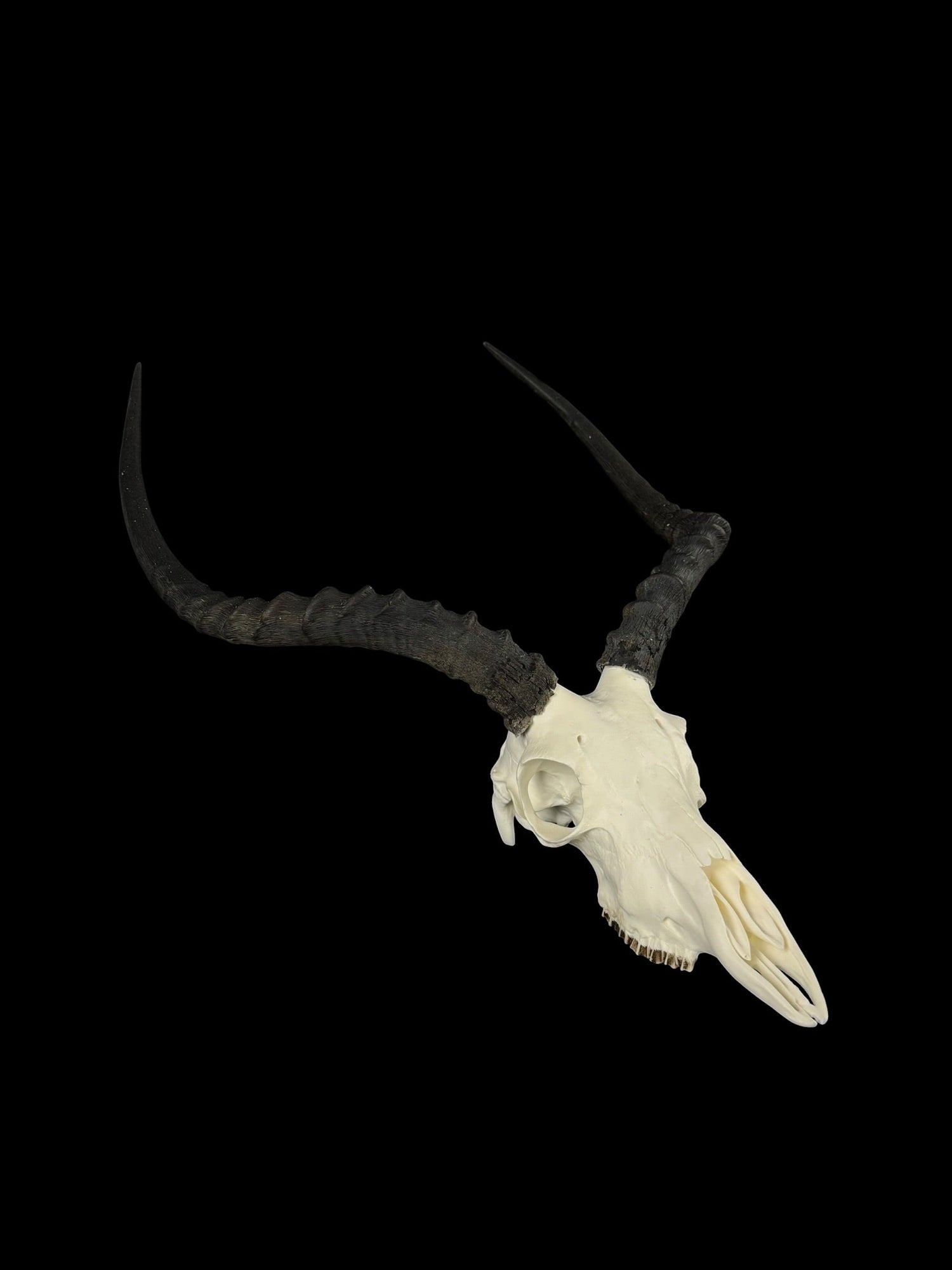African/Exotics Replica Skulls