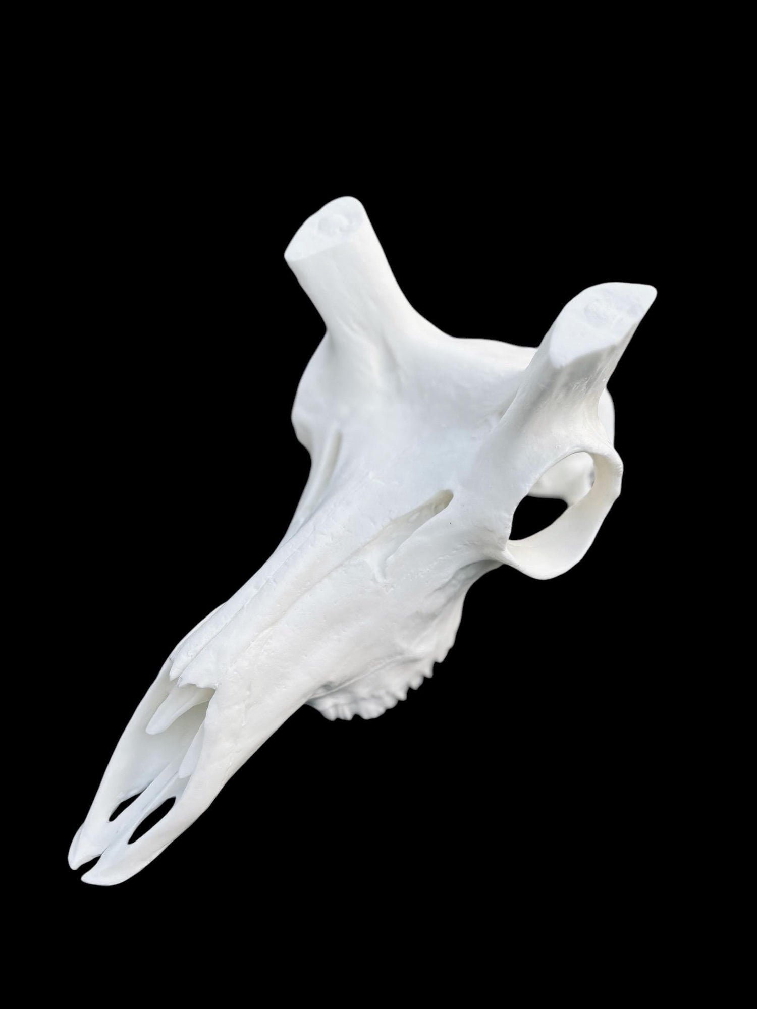 Antelope Replica Skulls