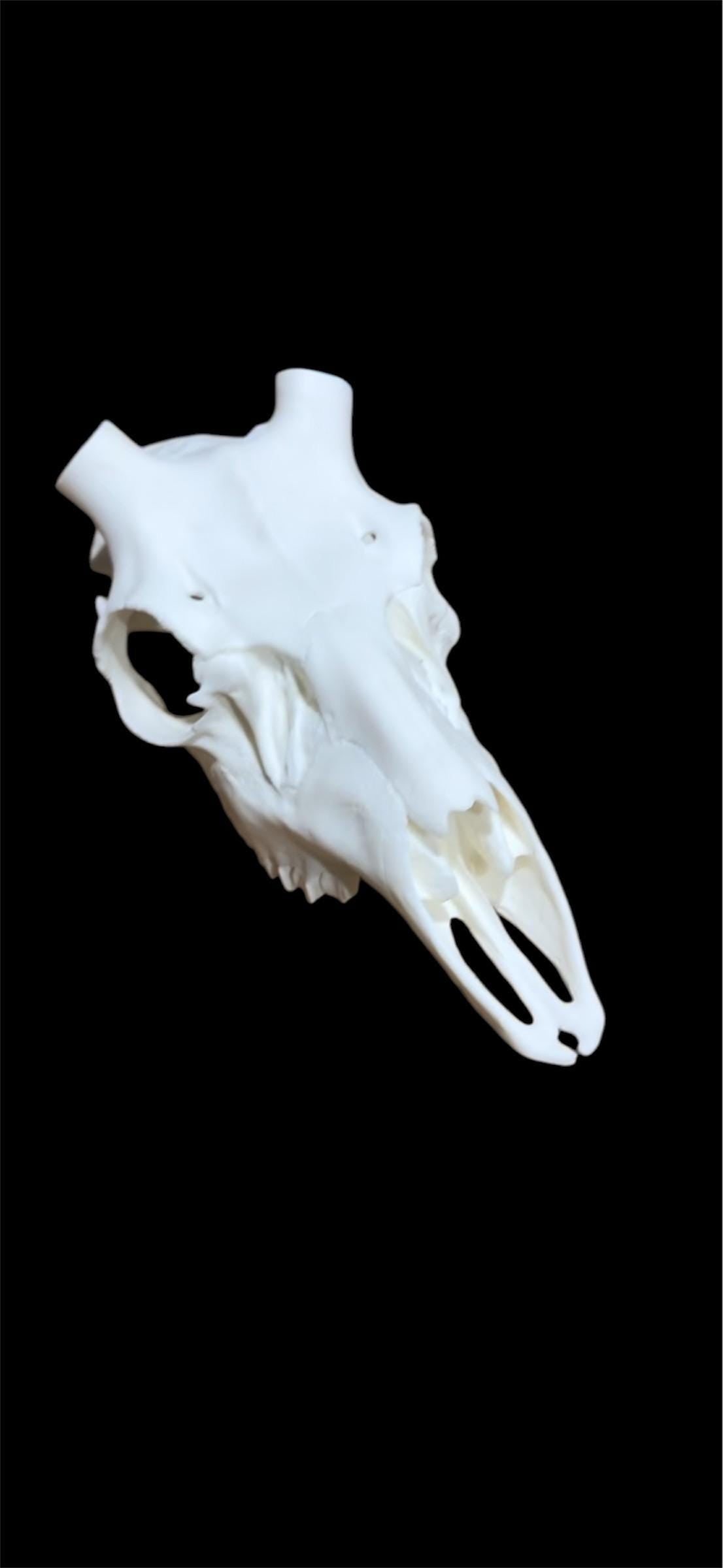 Mule Deer Replica Skulls