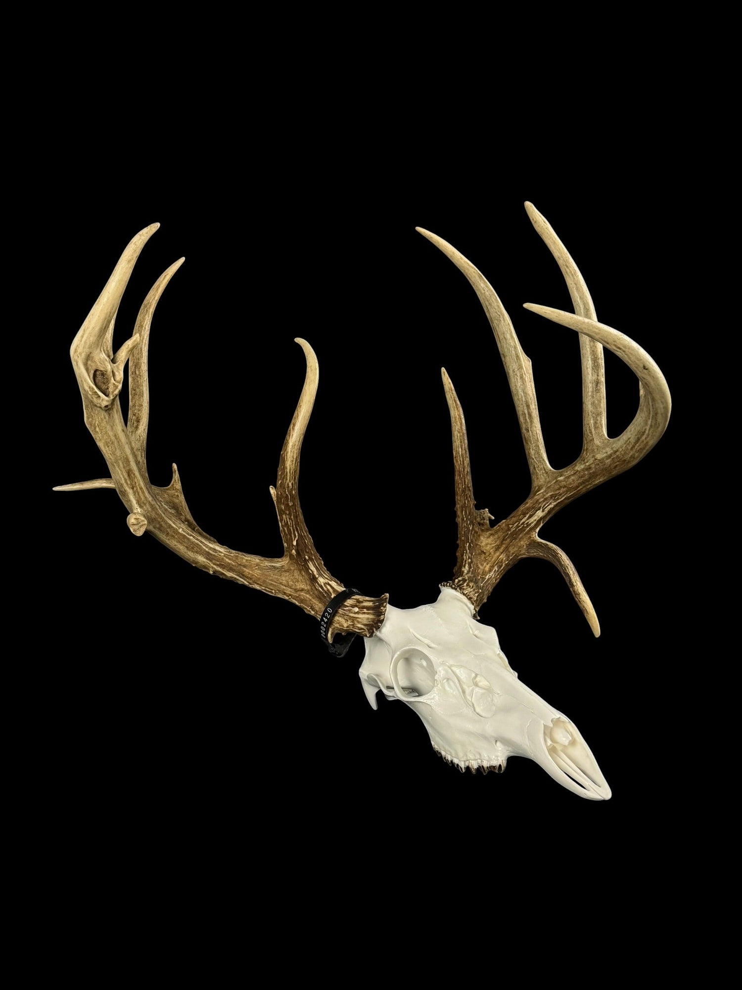 North American Big Game