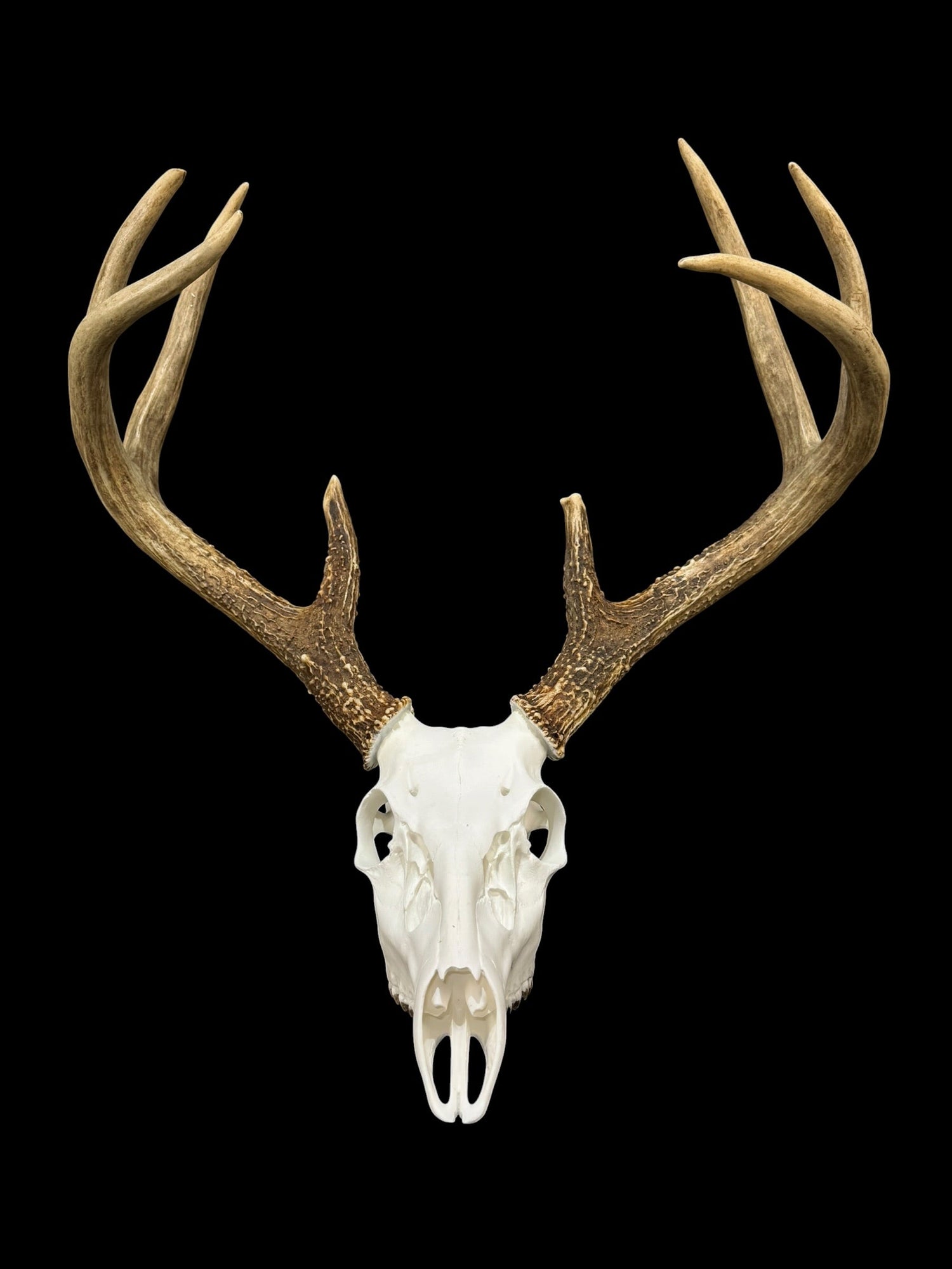 Whitetail Replica Skulls