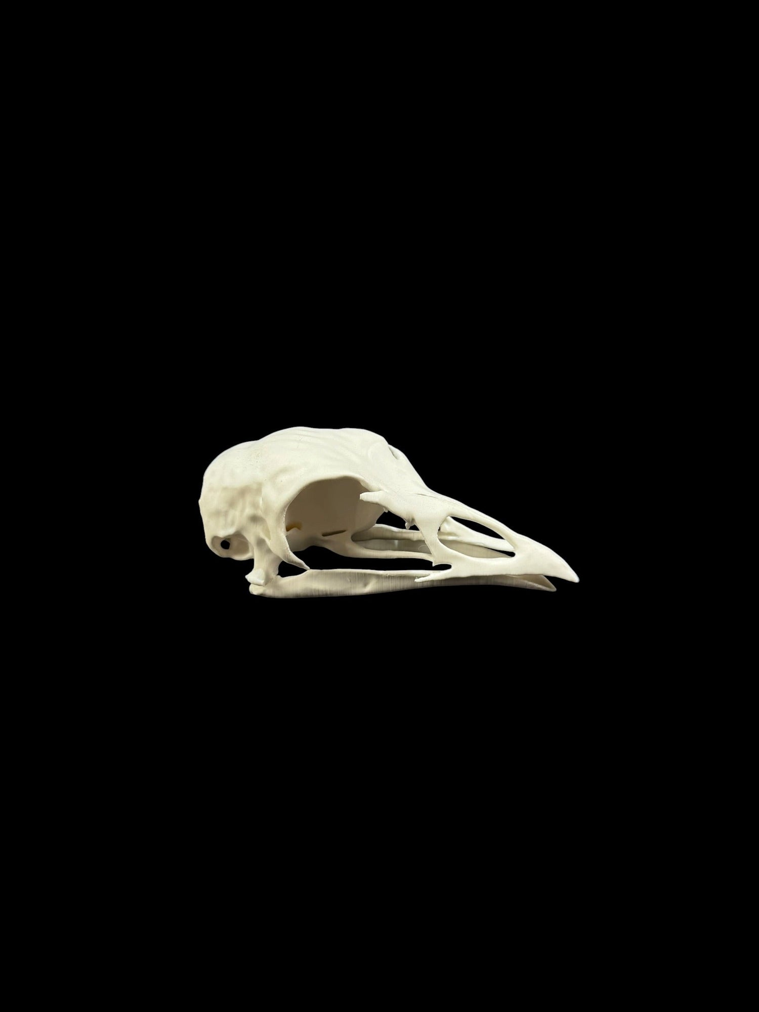 Turkey Replica Skull