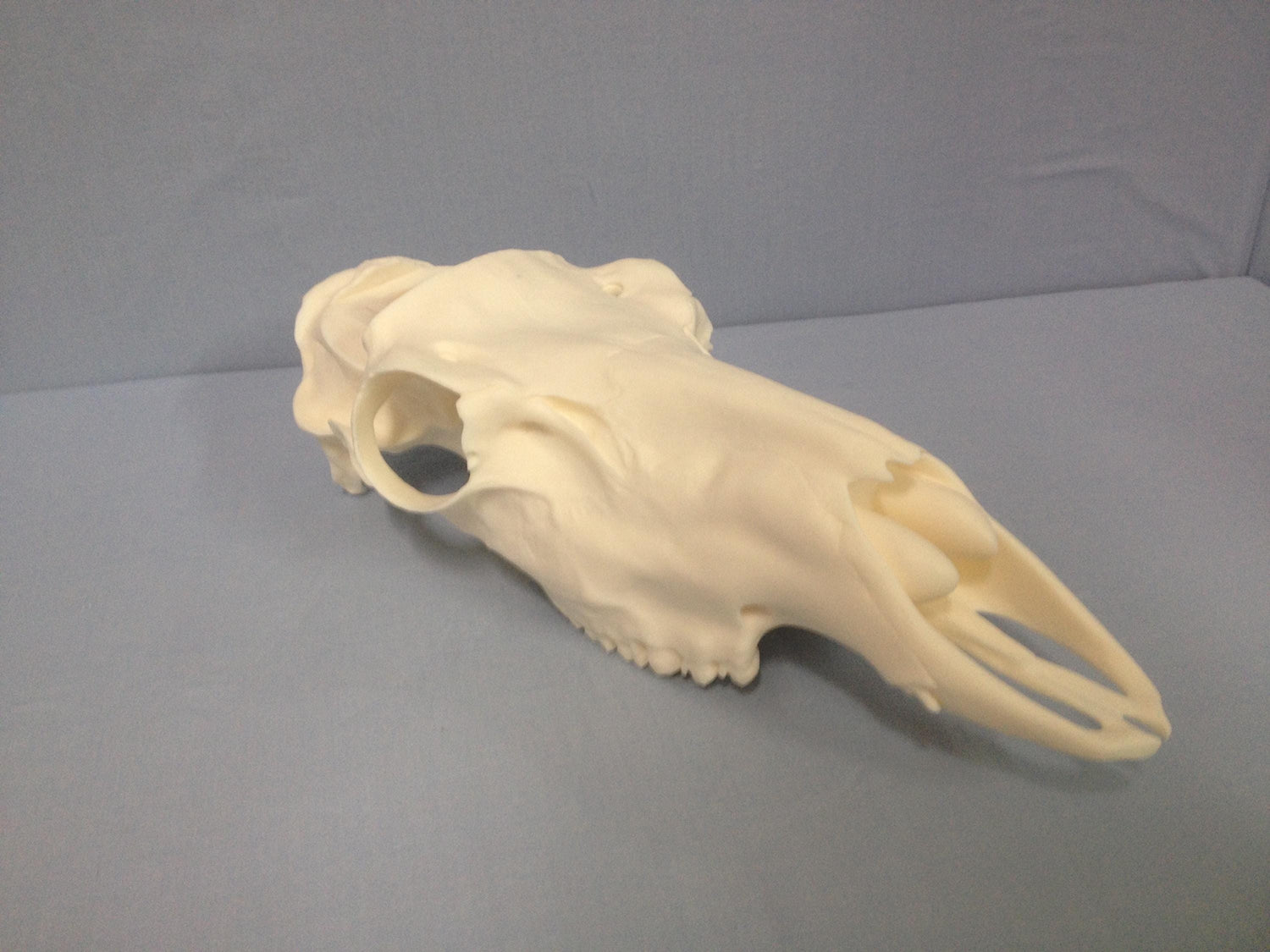 Caribou Replica Skulls
