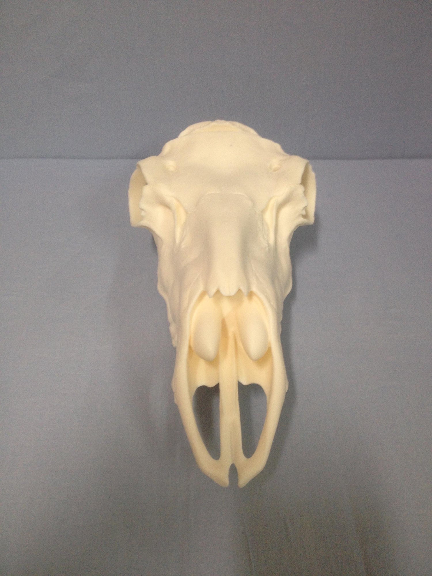 Caribou Skull Slotted (With Teeth)