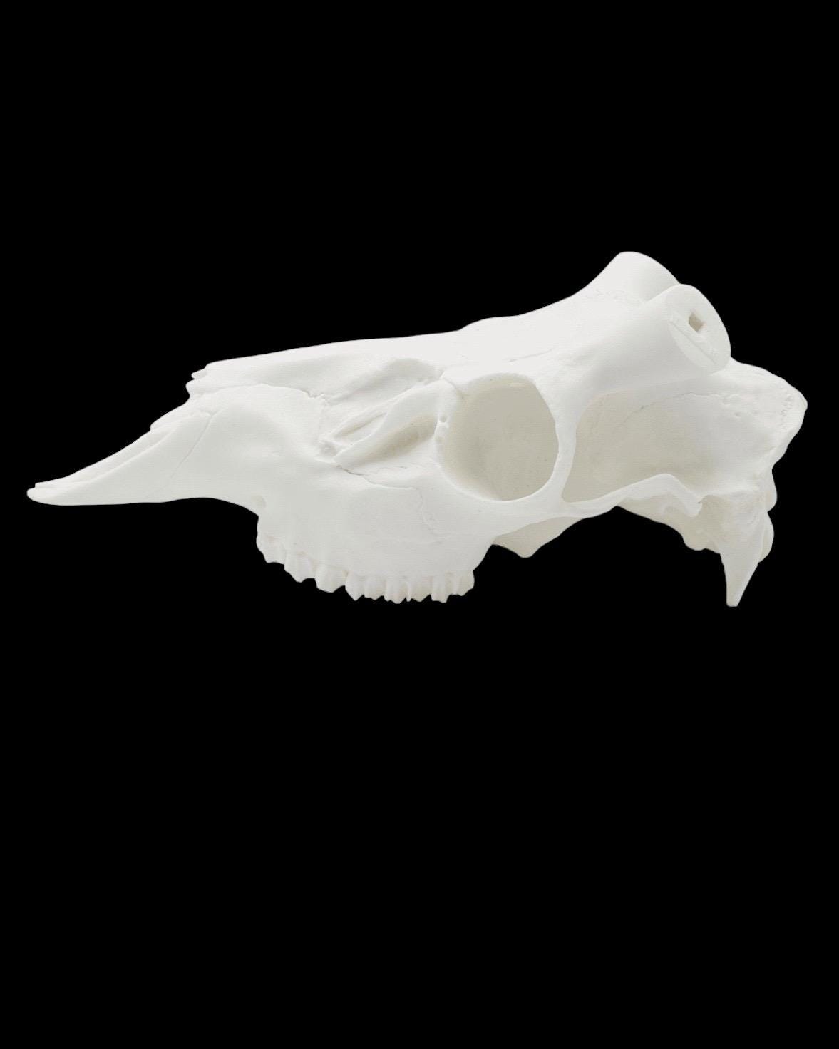 Whitetail Skull (With Teeth)