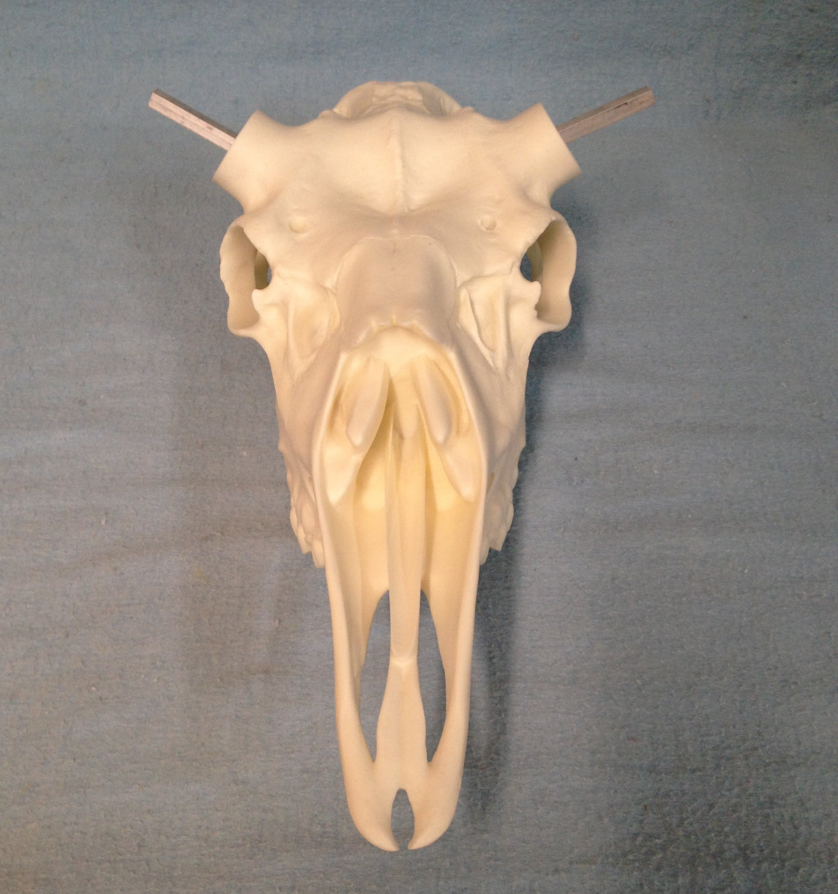 Moose Skull (Flat Back) (Yukon)
