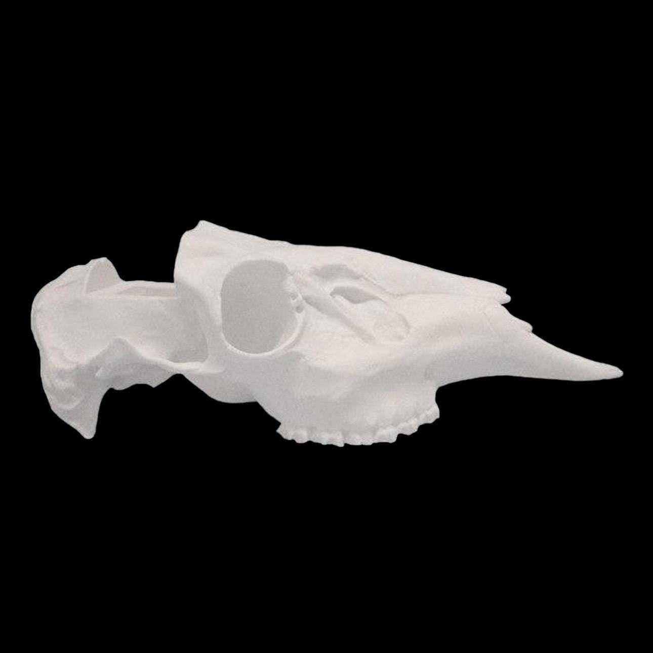 Whitetail Skull Slotted (With Teeth)