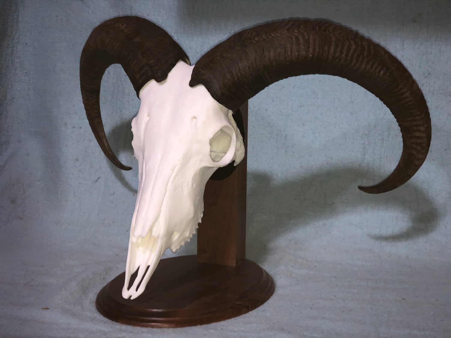 Aoudad Skull