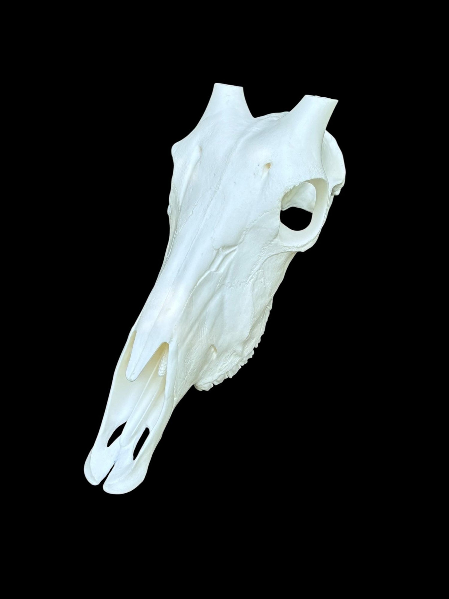 Oryx Skull (With Teeth)