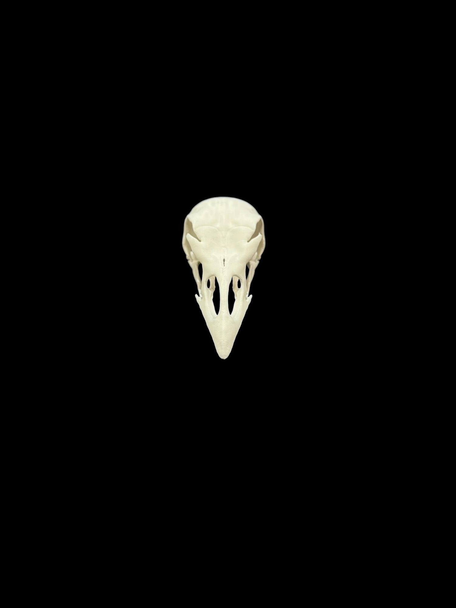Turkey Skull Replica (Realistic Version)