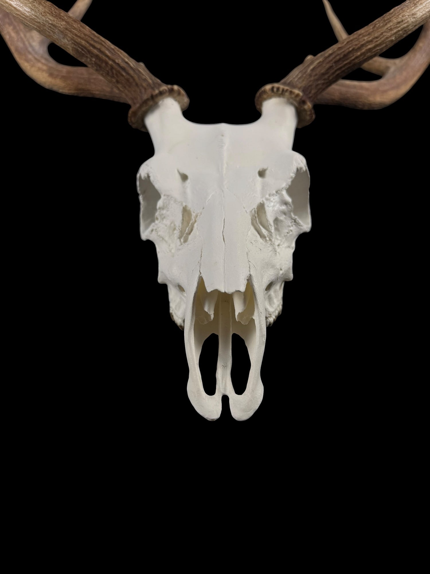 Axis Skull (With Teeth)