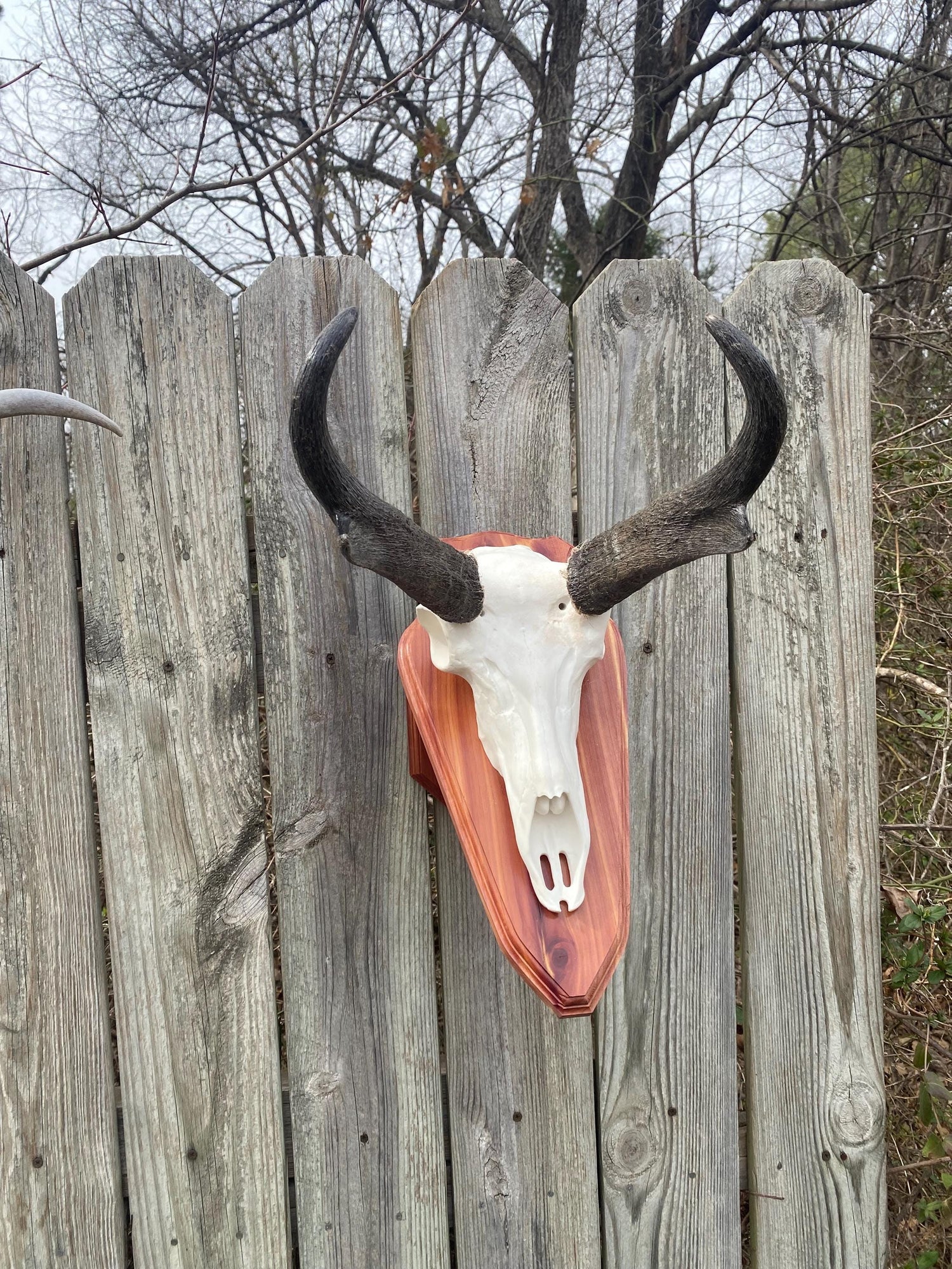 Antelope Skull (Flat Back)