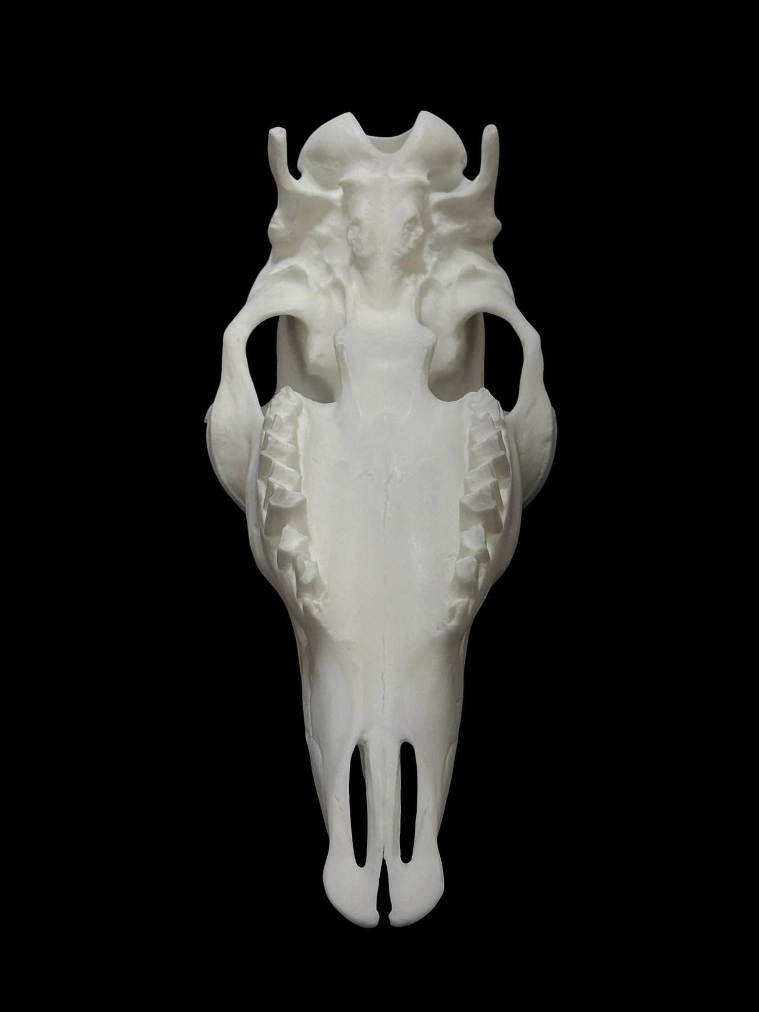Mountain Goat Skull (With Teeth)