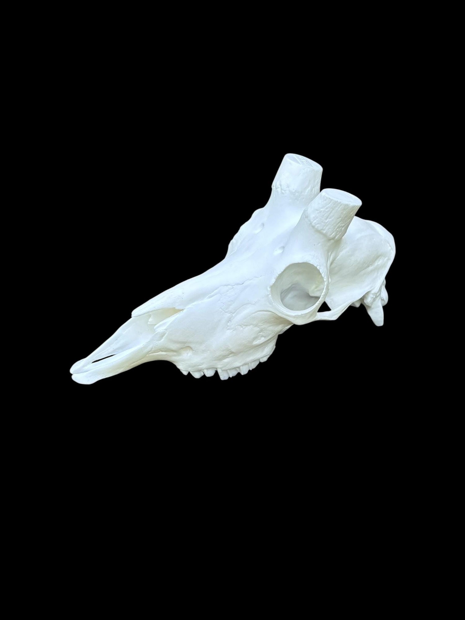 Mountain Goat Skull (With Teeth)