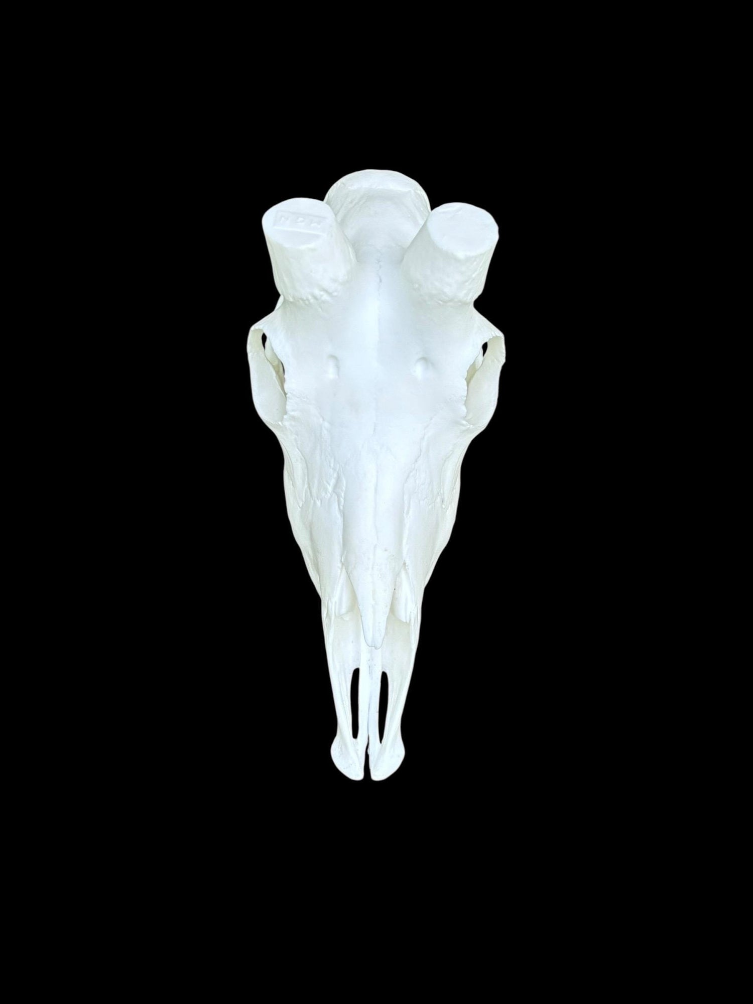 Mountain Goat Skull (With Teeth)
