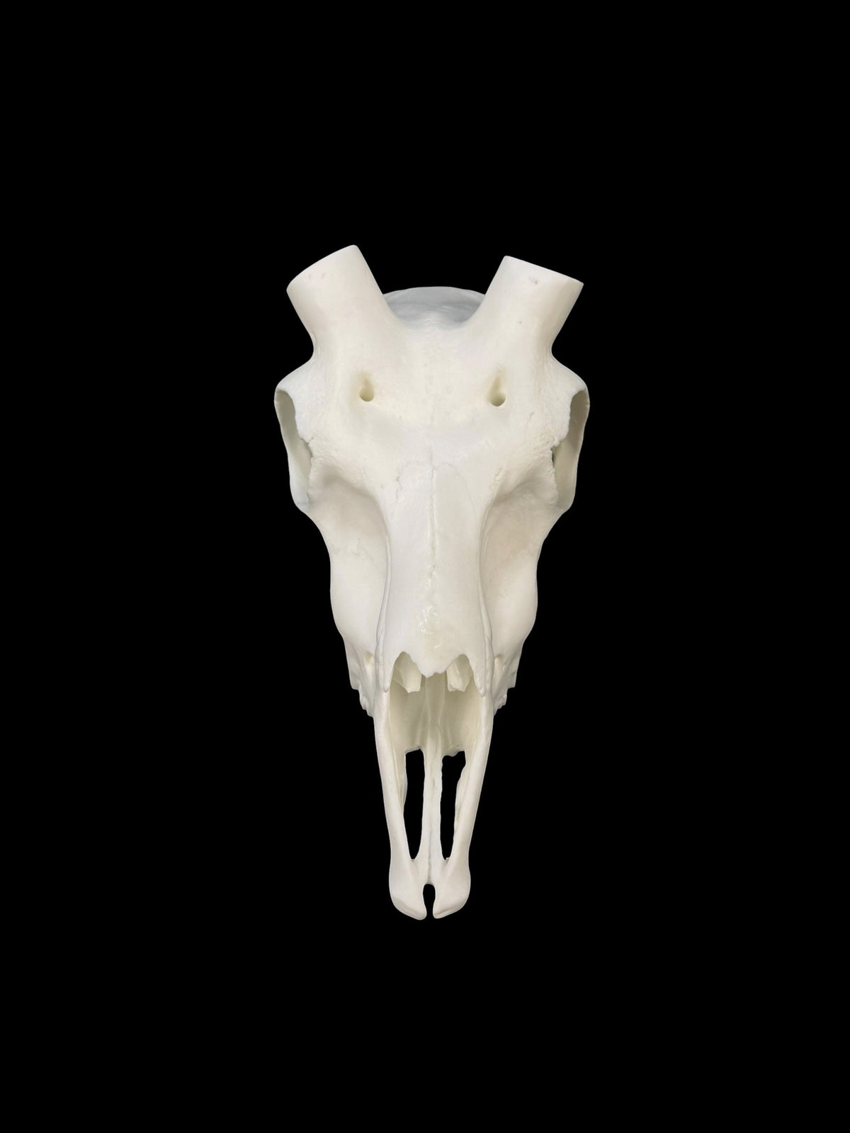 Blackbuck Replica Skull (with teeth)