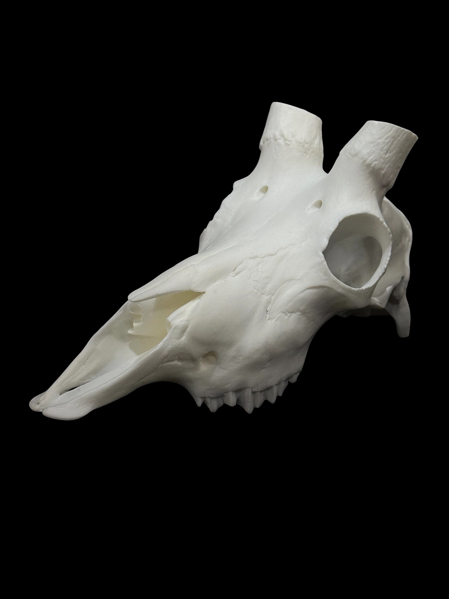 Mountain Goat Skull (With Teeth)