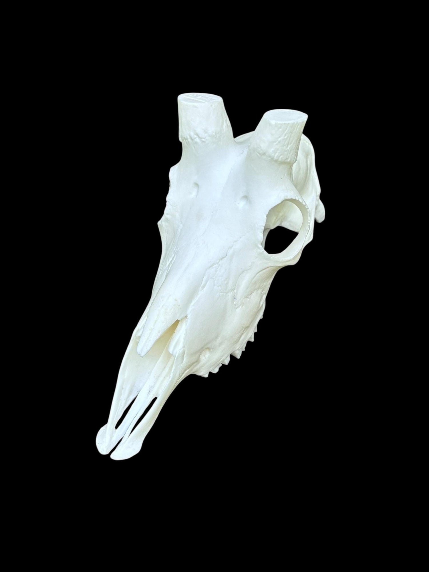 Mountain Goat Skull (With Teeth)