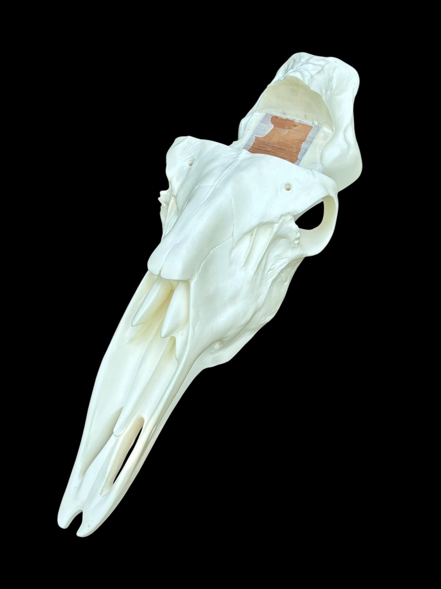 Moose Slotted (Flat Back)