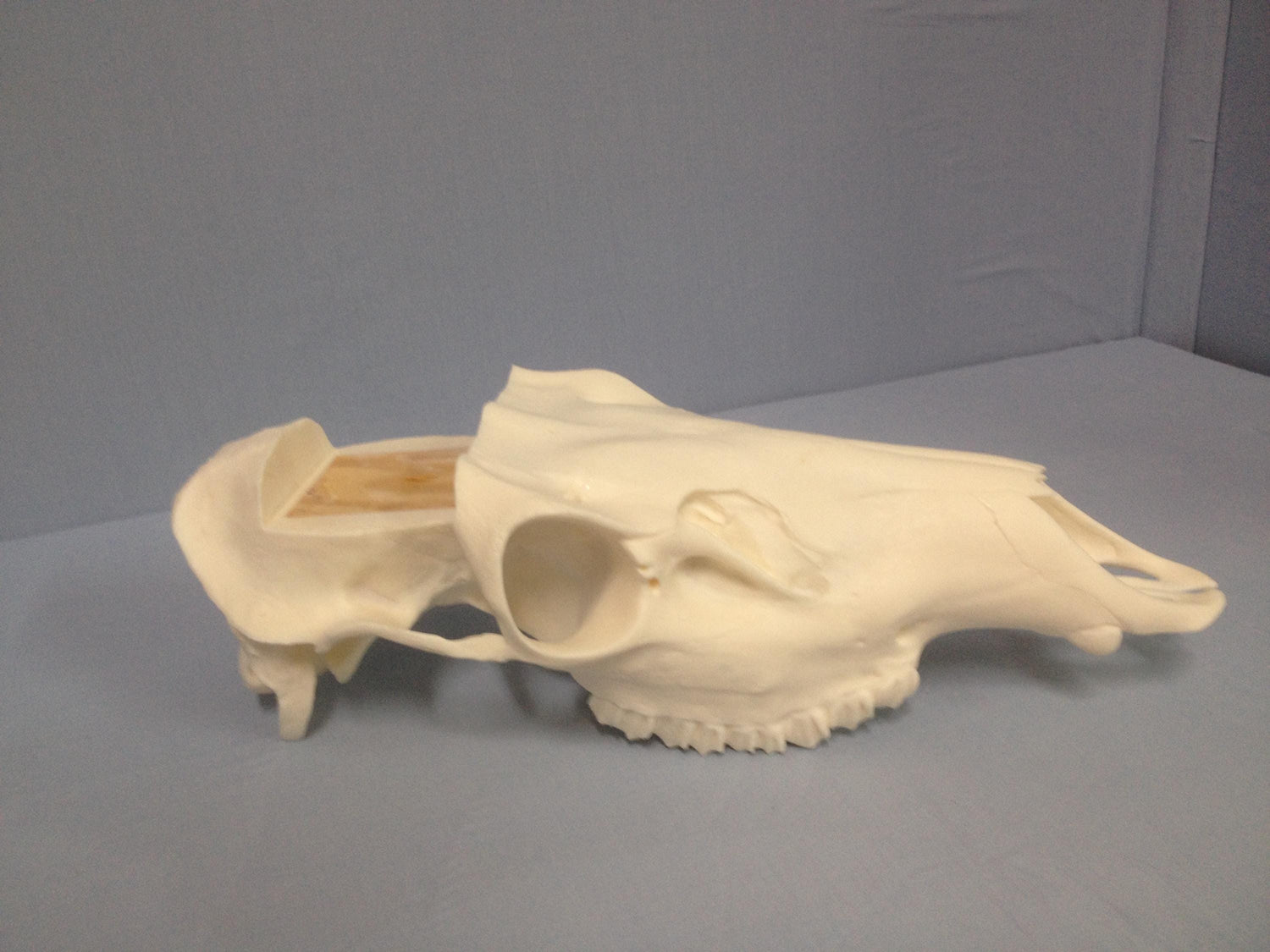 Caribou Skull Slotted (With Teeth)