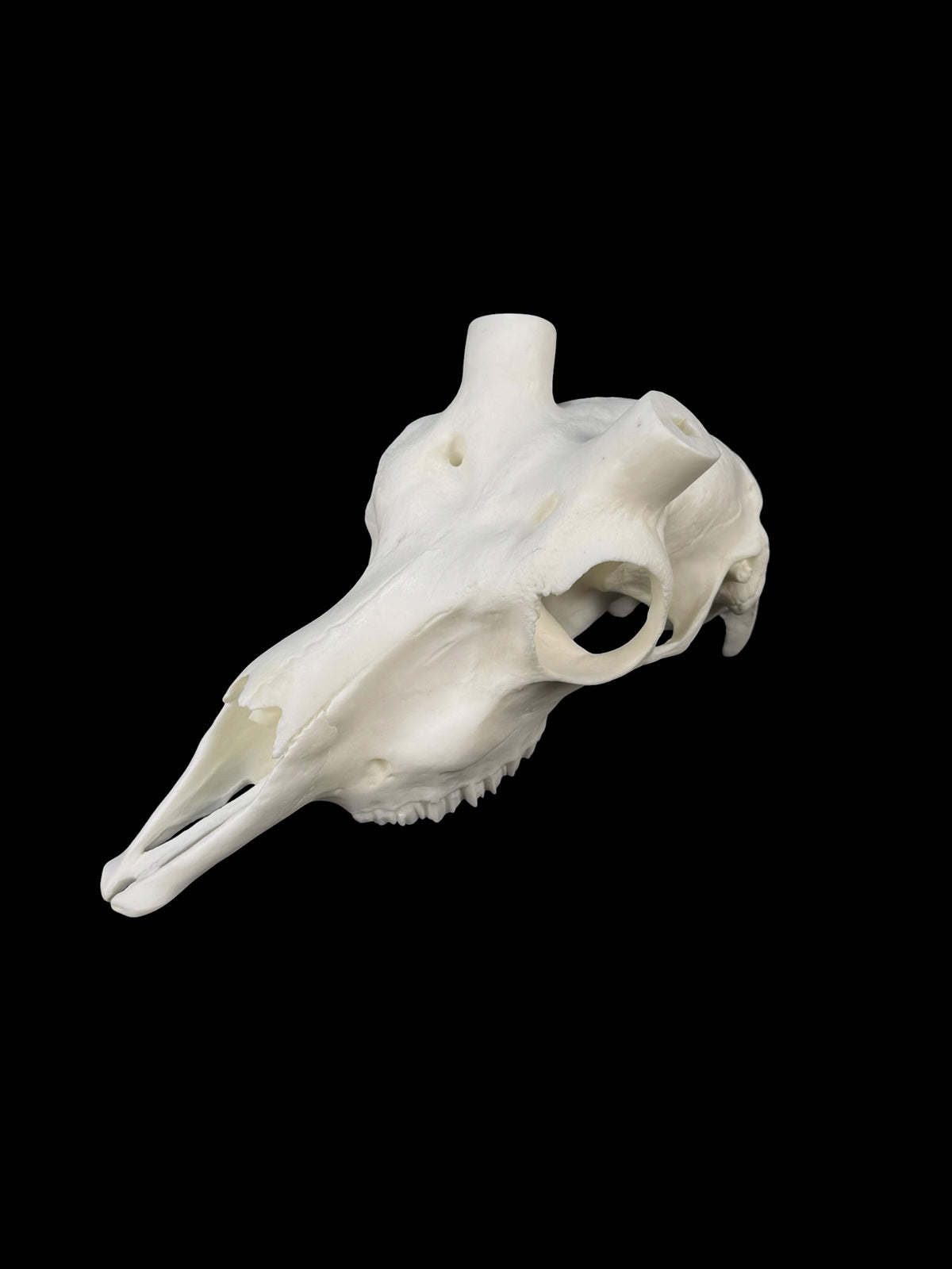 Blackbuck Replica Skull (with teeth)