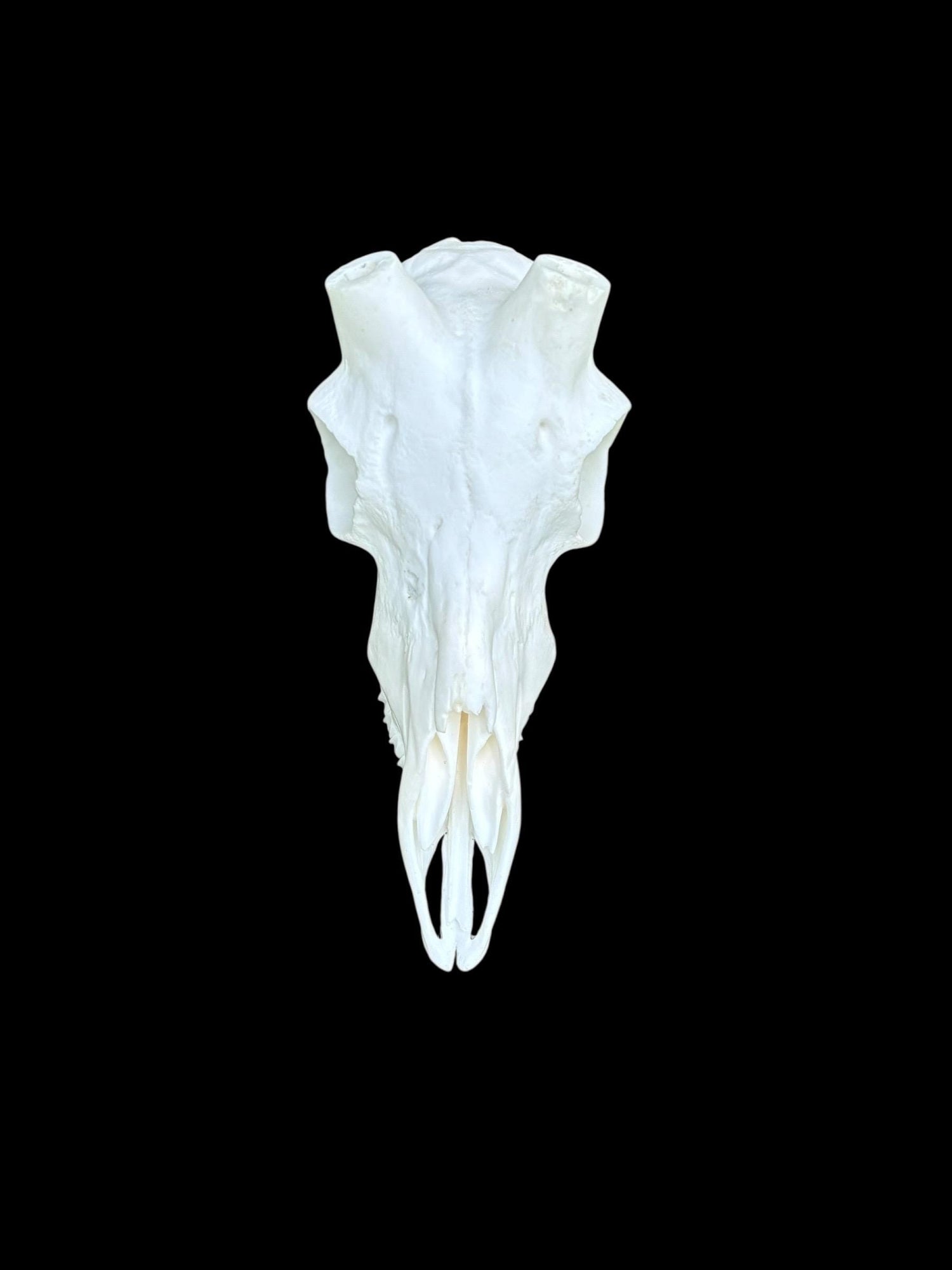 Impala Skull (With Teeth)