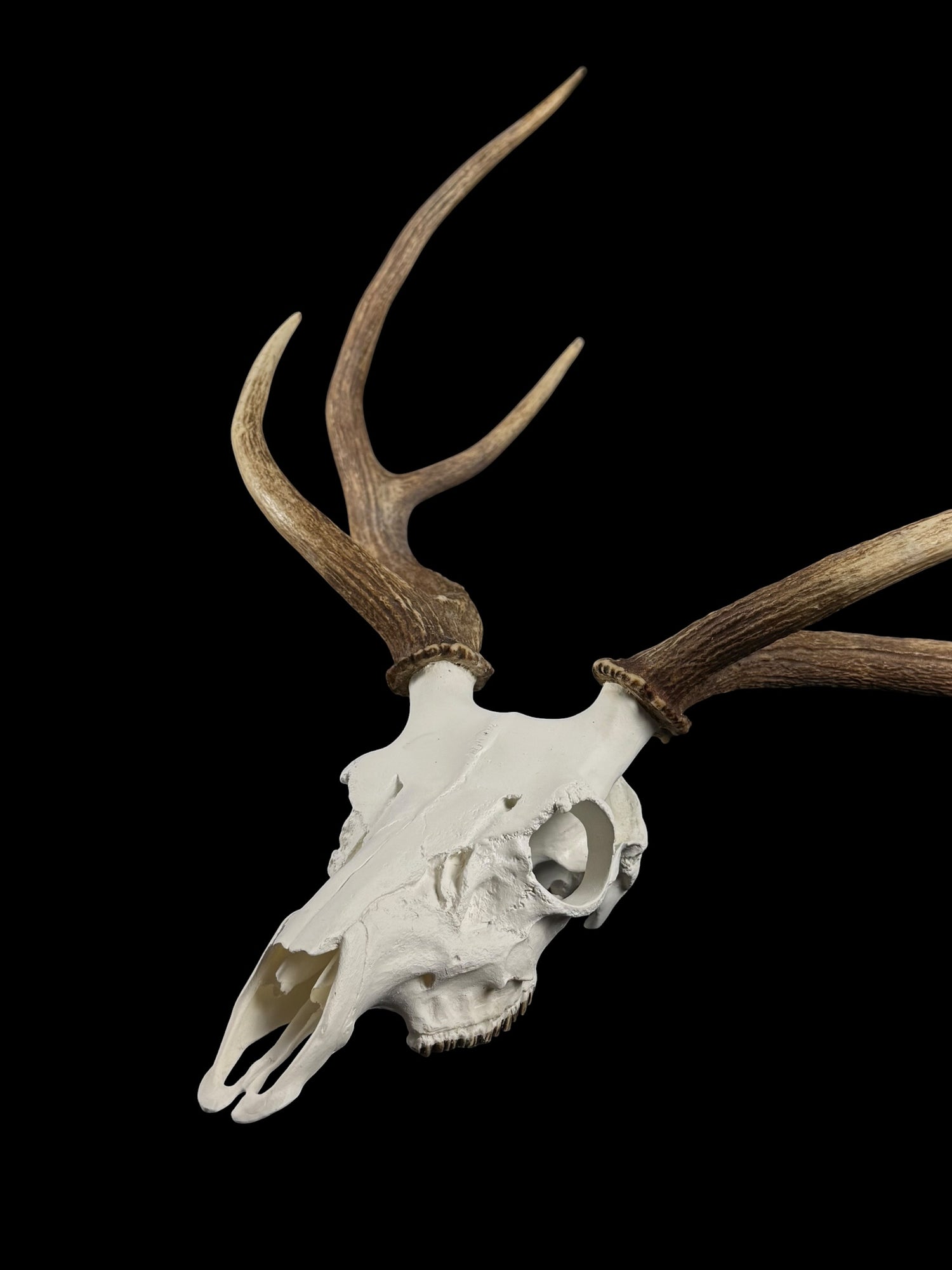 Axis Skull (With Teeth)
