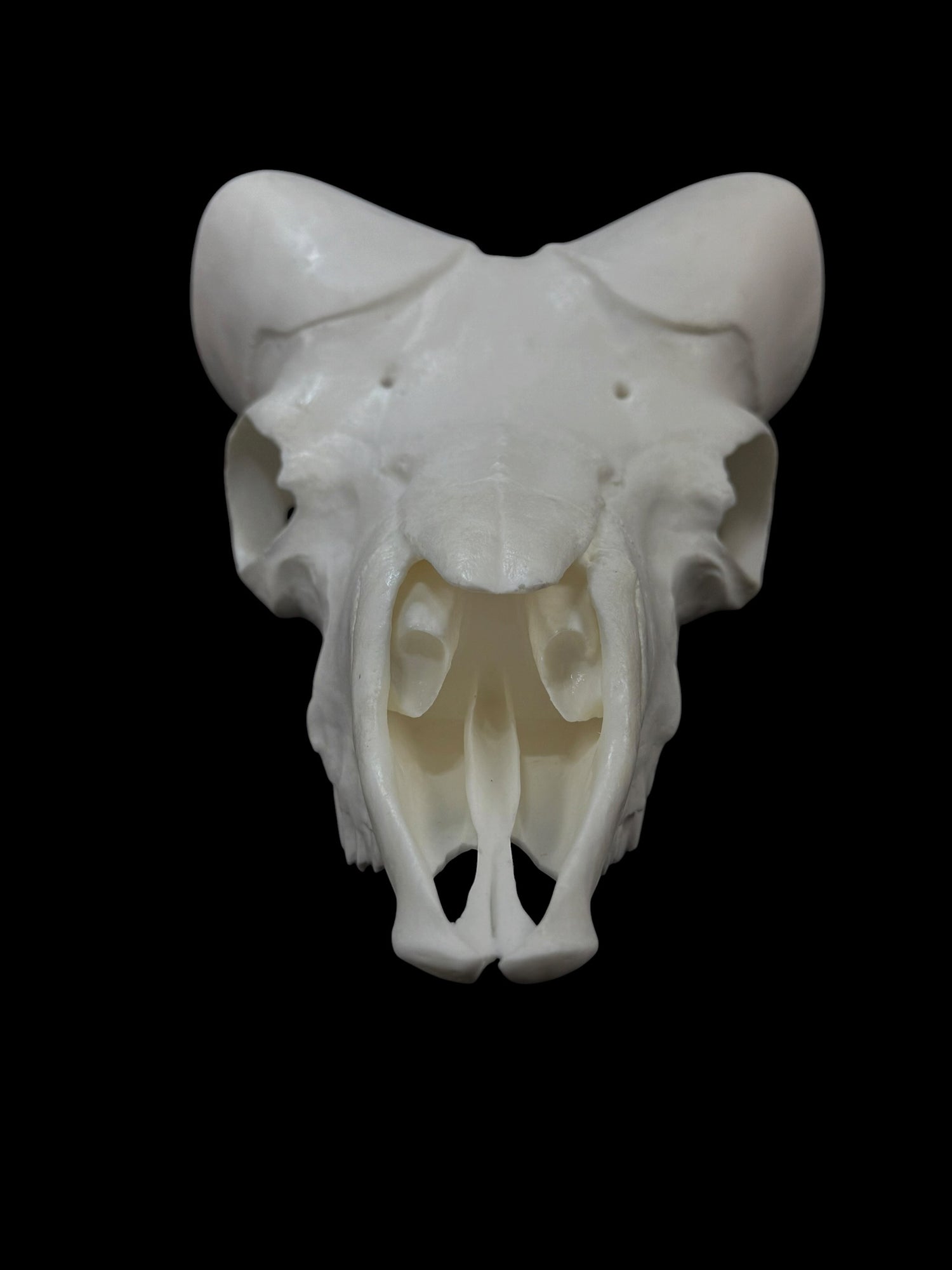 Big Horn Sheep (with teeth)