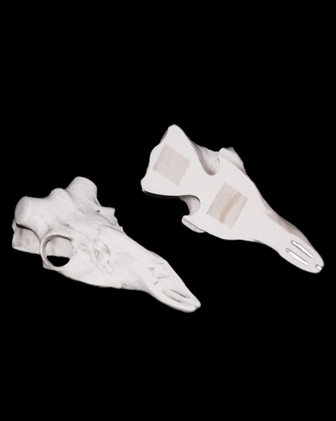 The most realistic skulls on the planet – Pinchback Skulls