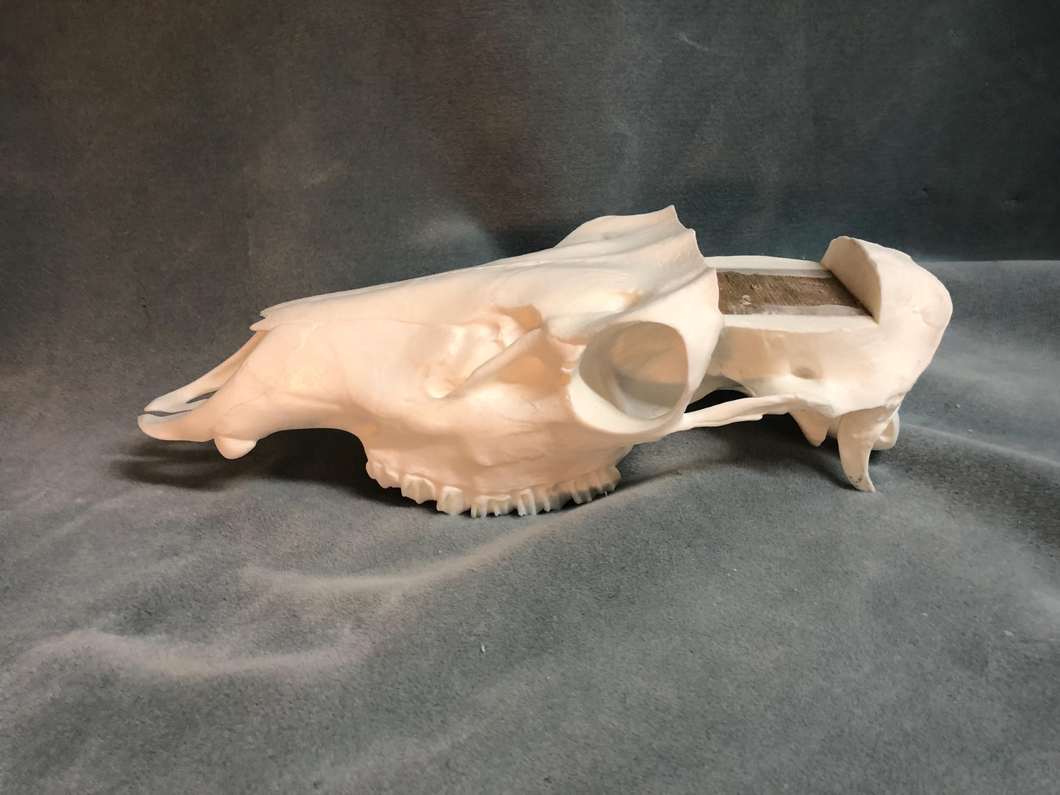 Elk Skull Slotted (With Teeth)