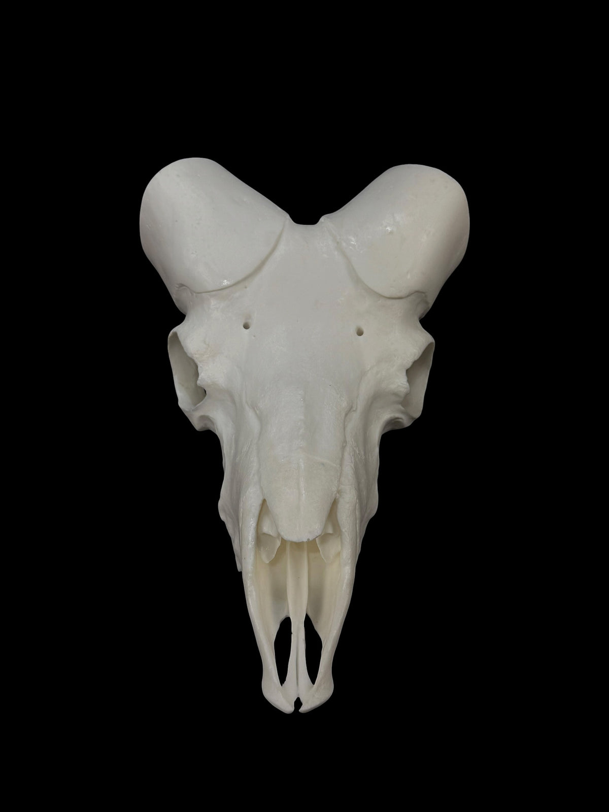 Big Horn Sheep (with teeth)