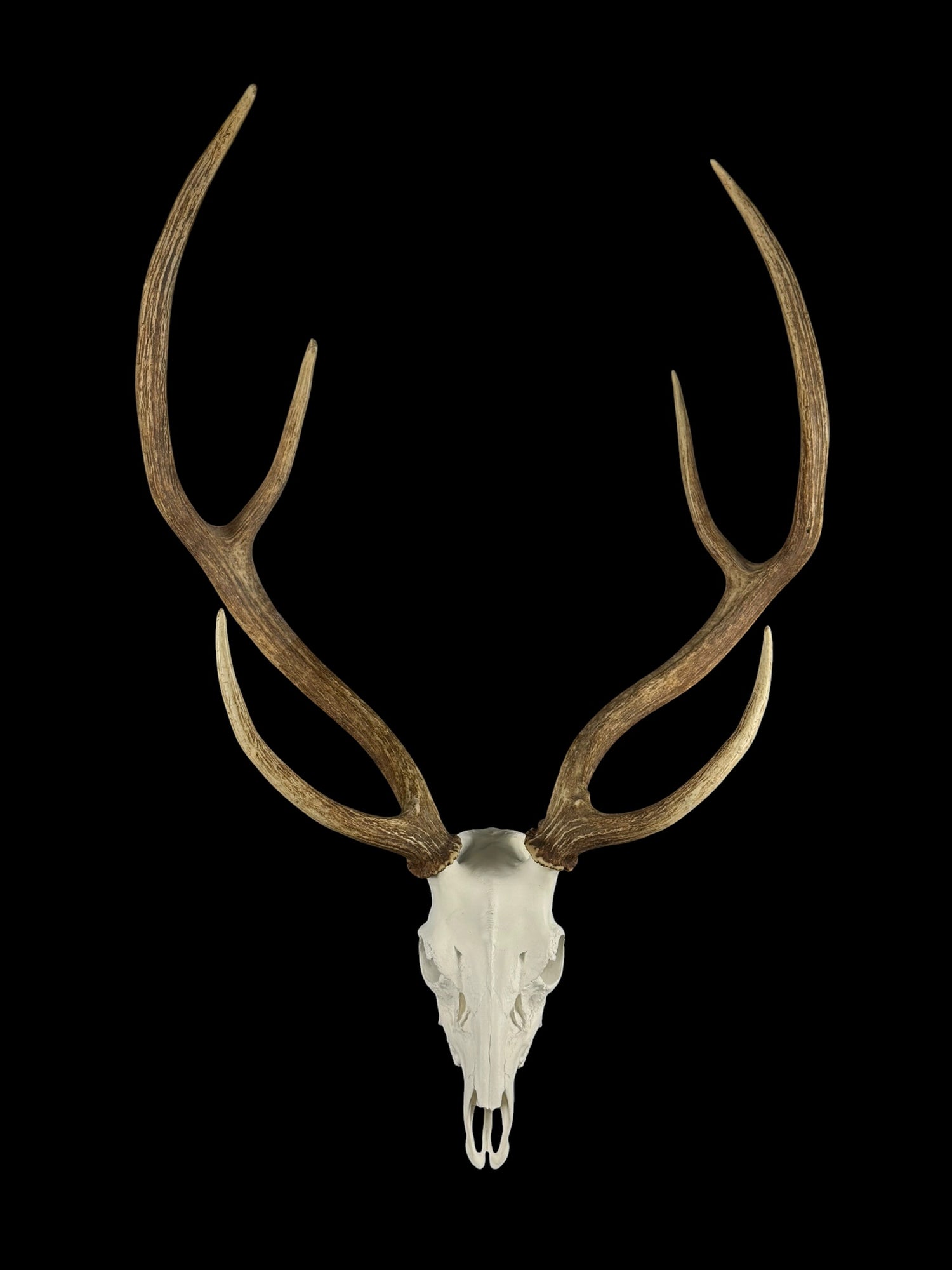 Axis Skull (With Teeth)