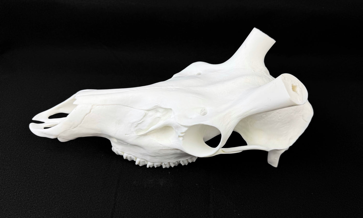 Elk Skull (With Teeth)