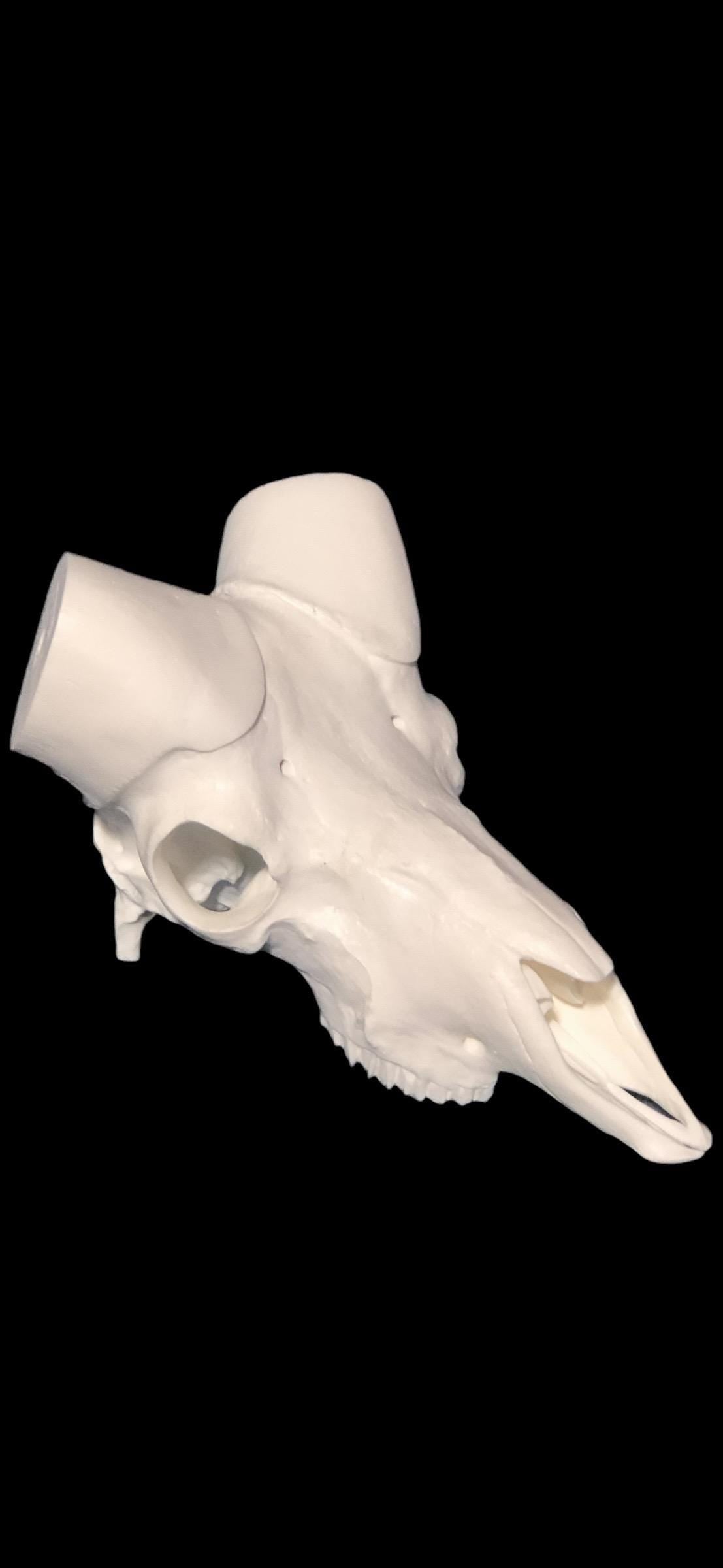 Dall Sheep Skull (With Teeth)