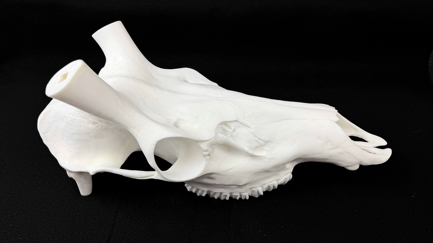 Elk Skull (With Teeth)