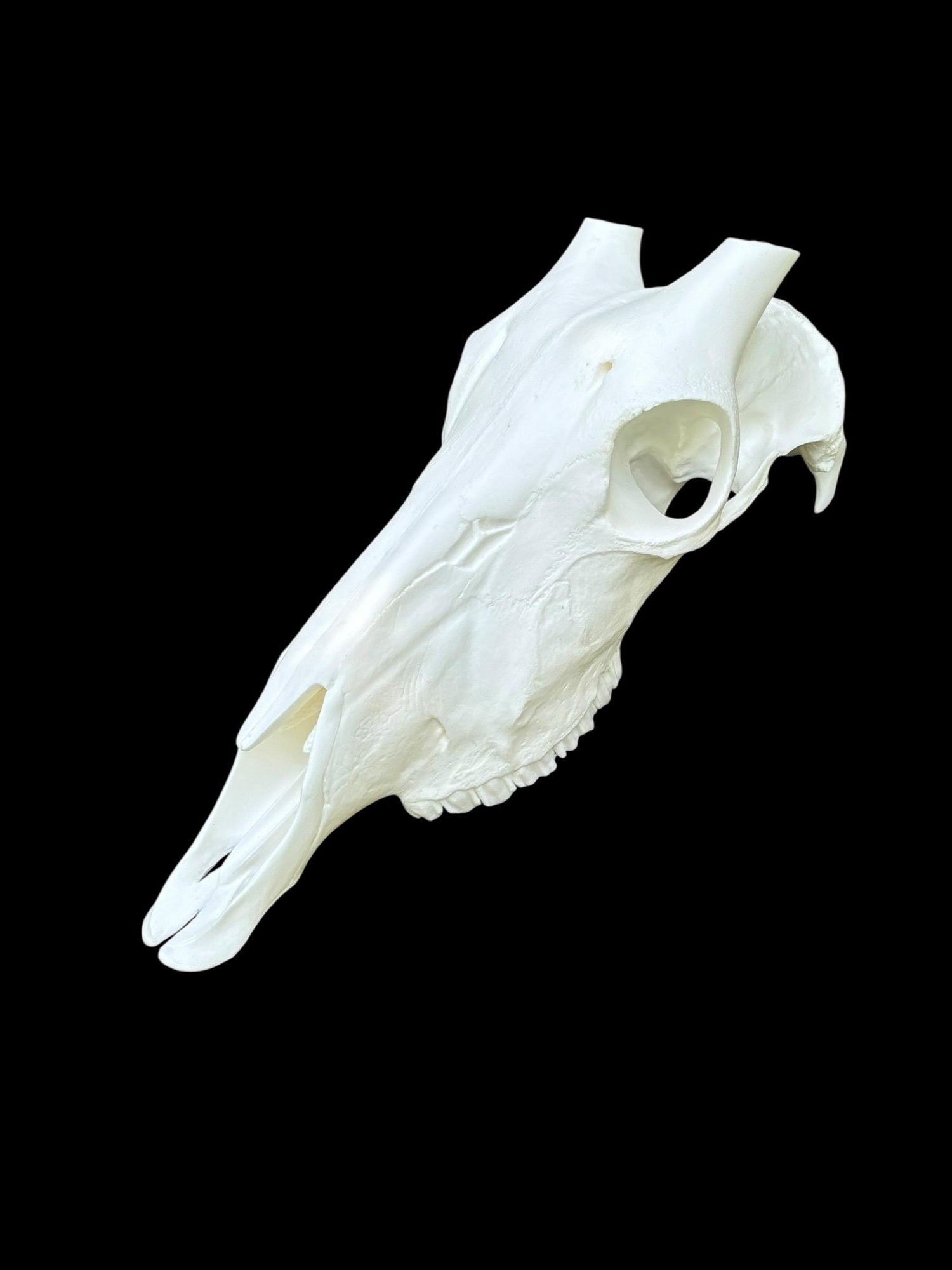 Oryx Skull (With Teeth)