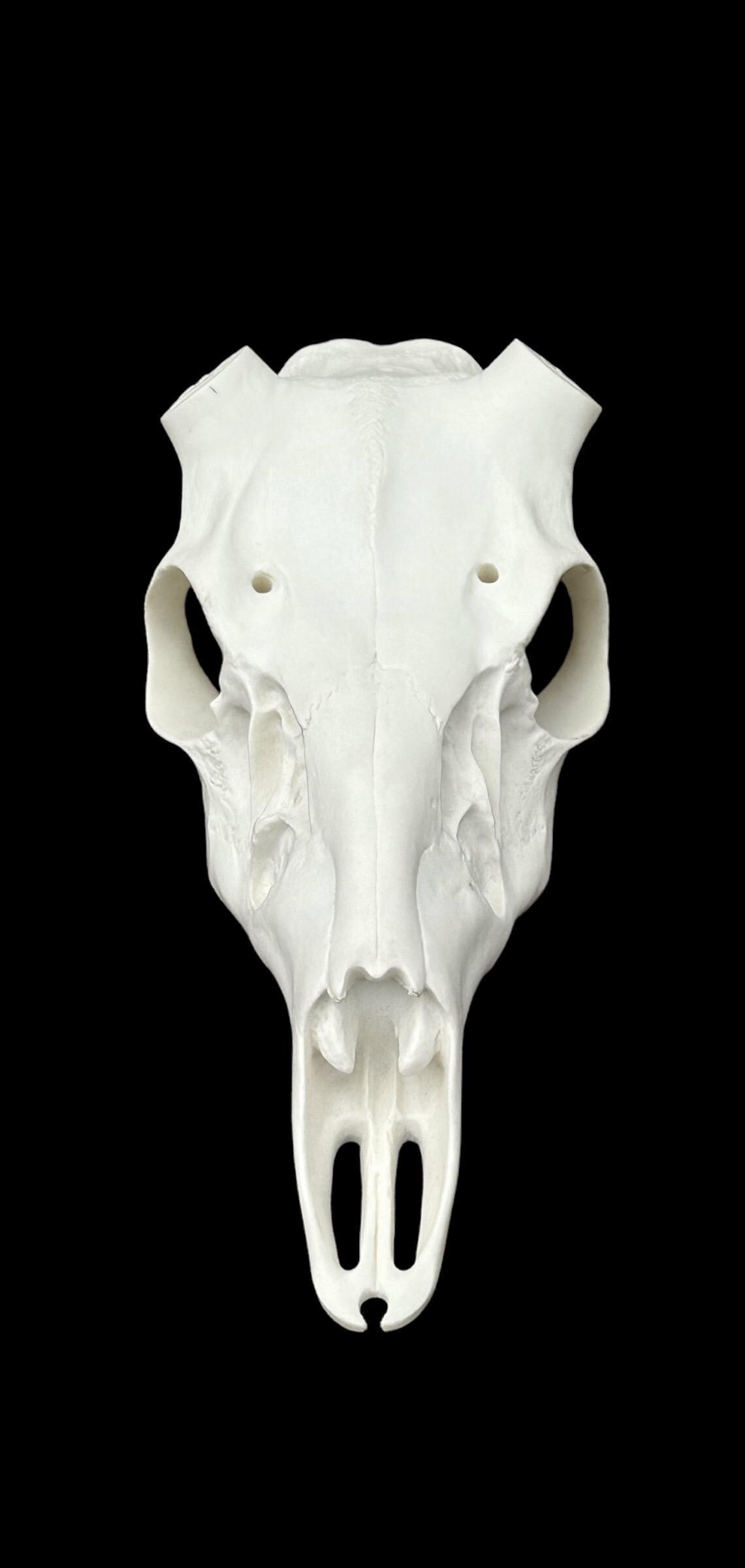 Whitetail Skull (Flat Back)