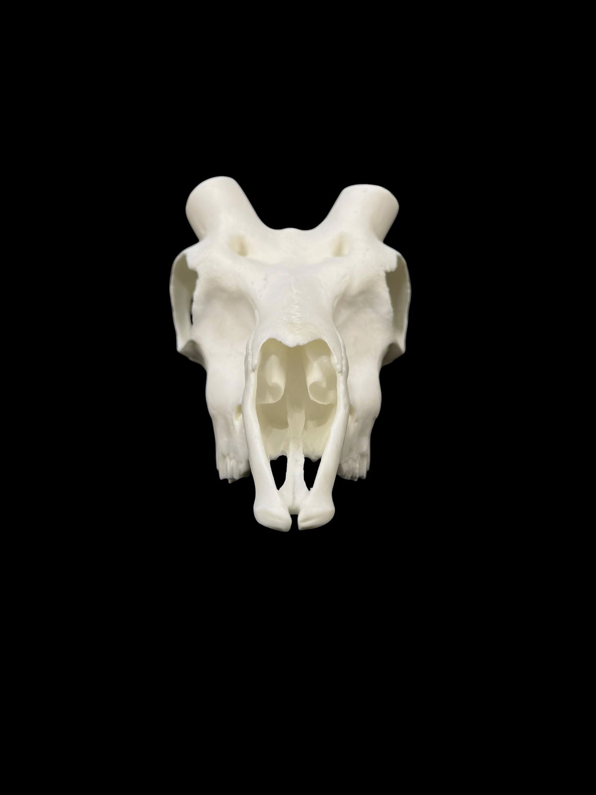 Blackbuck Replica Skull (with teeth)
