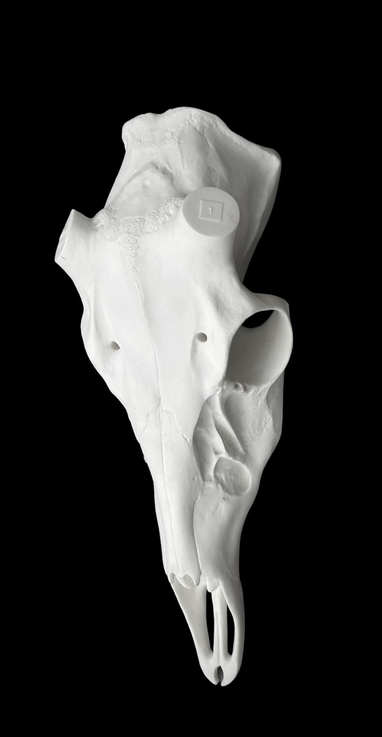 Whitetail Skull (Flat Back)