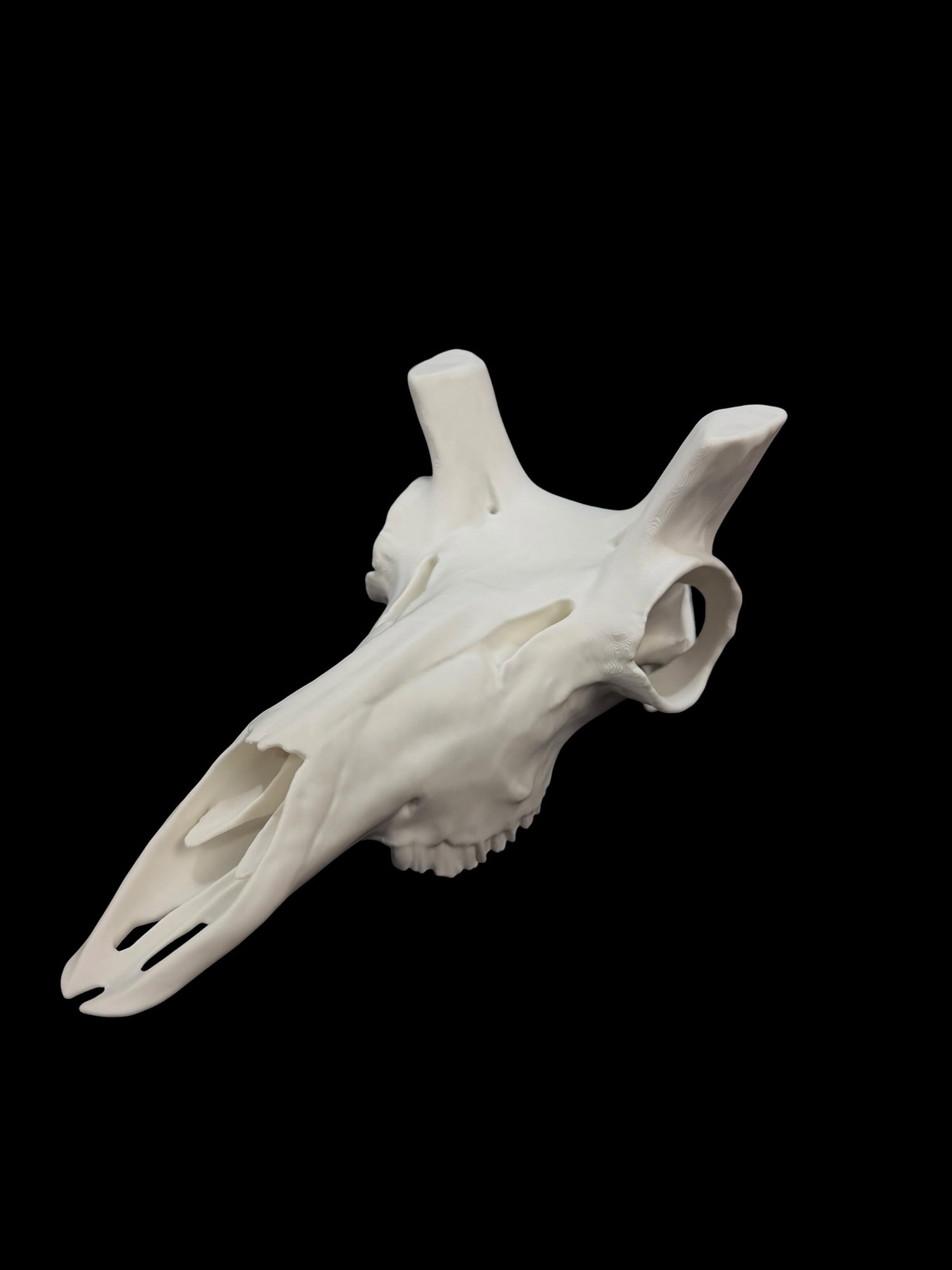 Pronghorn Antelope Skull (3D Replica)