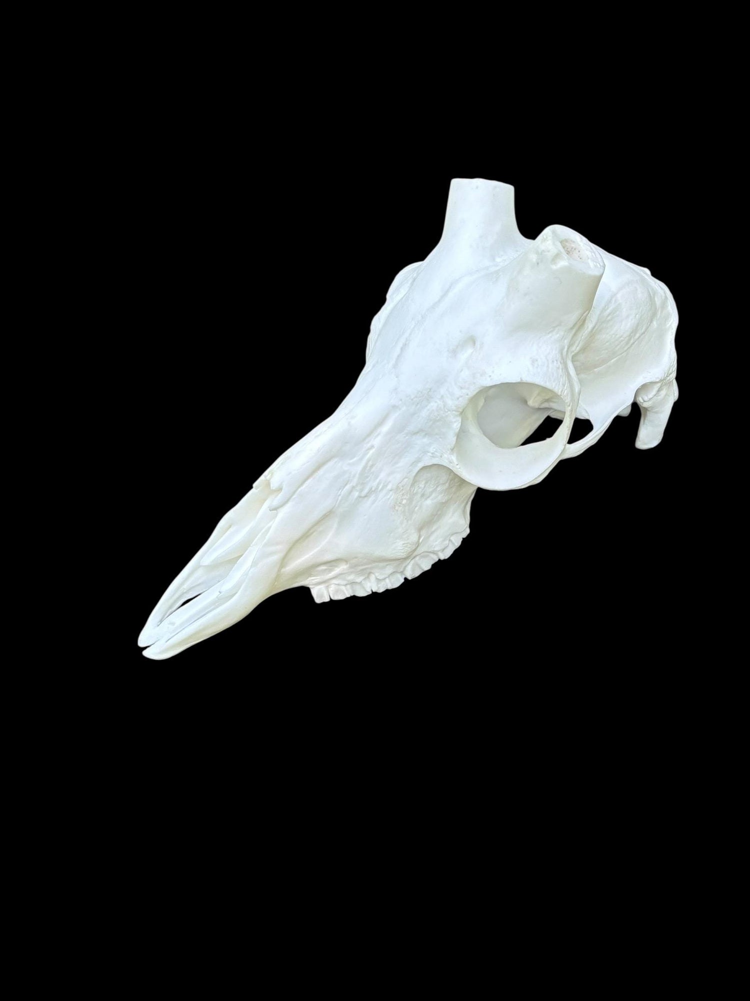 Impala Skull (With Teeth)