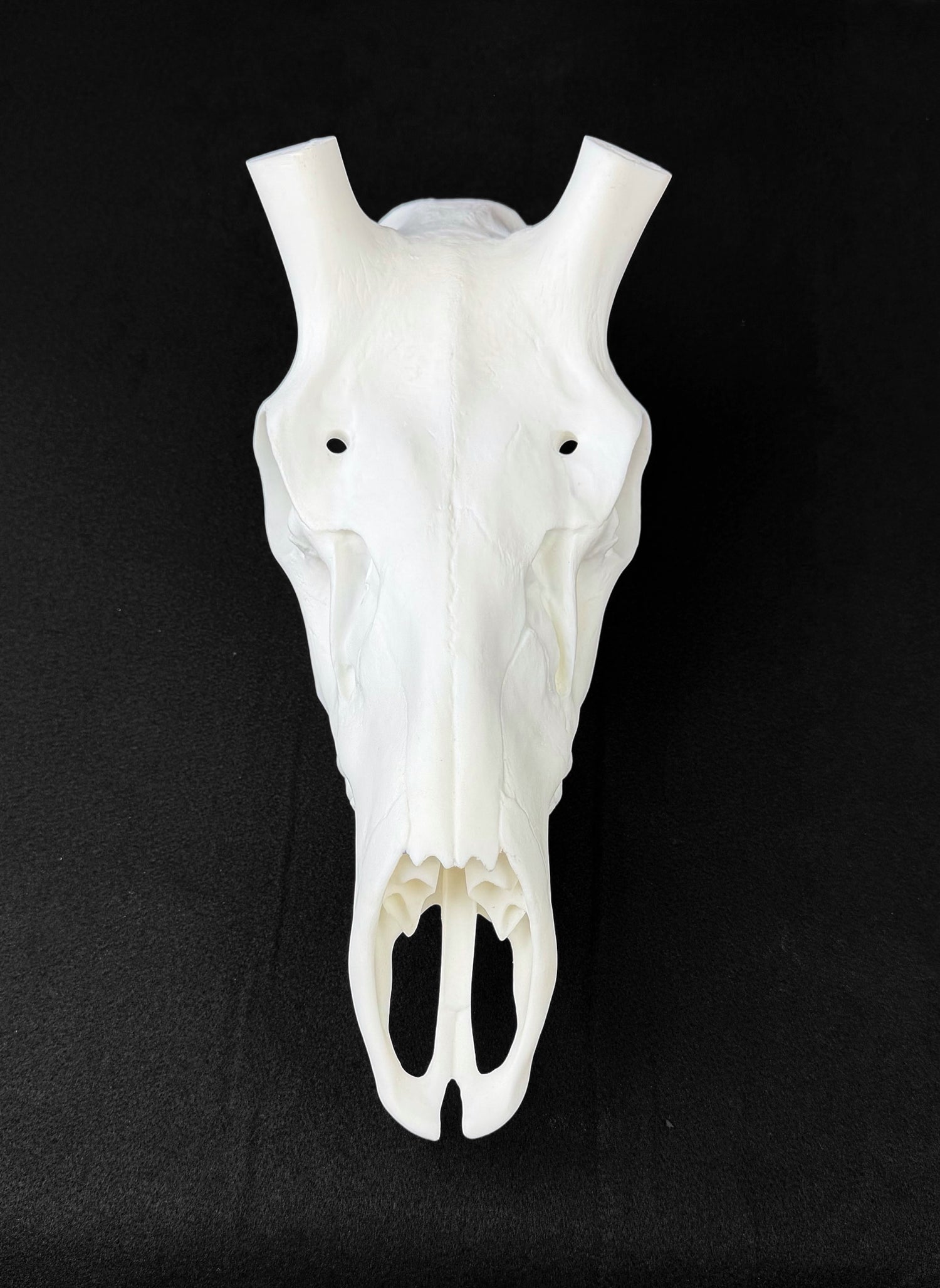Elk Skull (With Teeth)