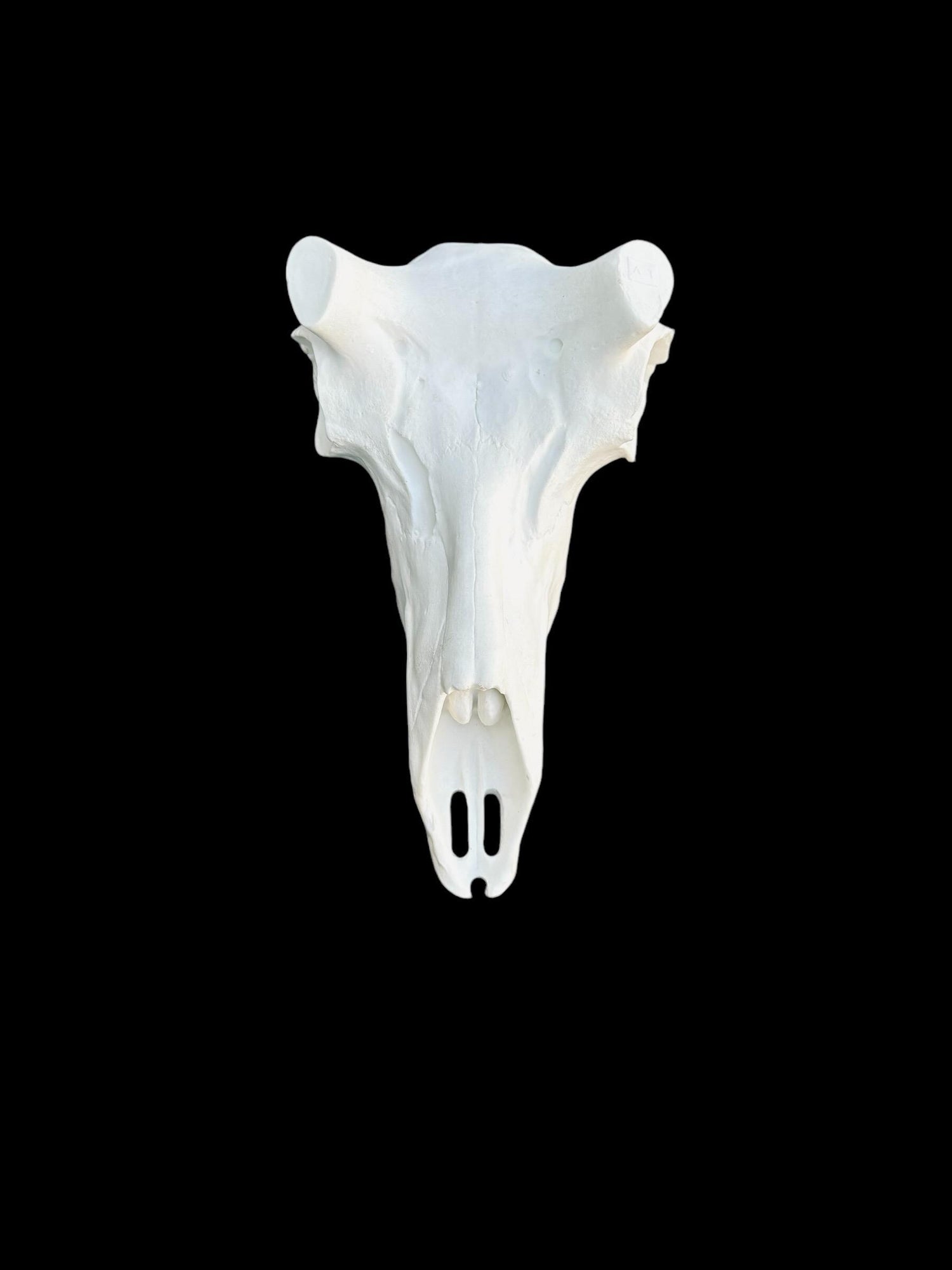 Antelope Skull (Flat Back)