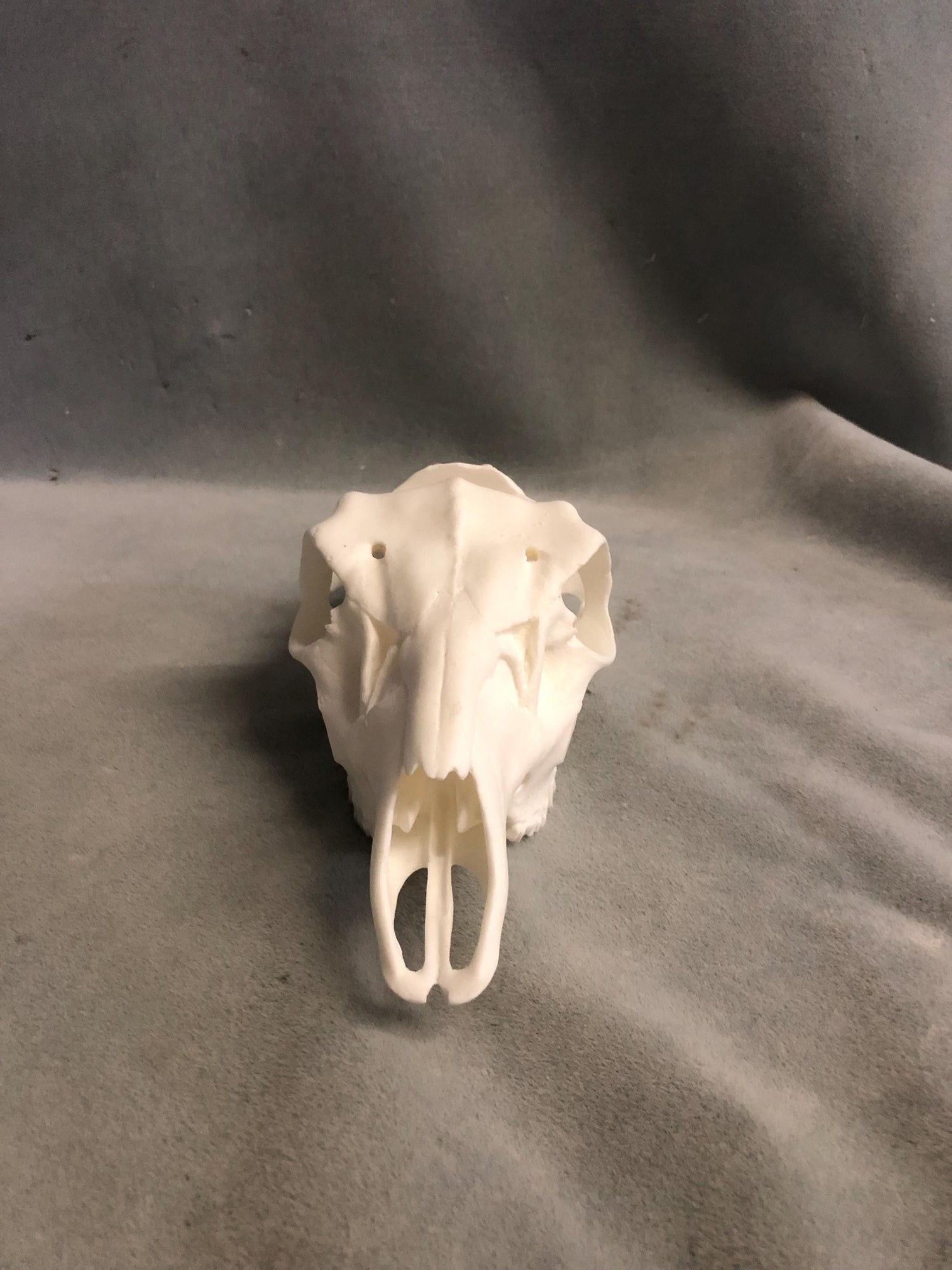 Axis Skull Slotted (With Teeth)