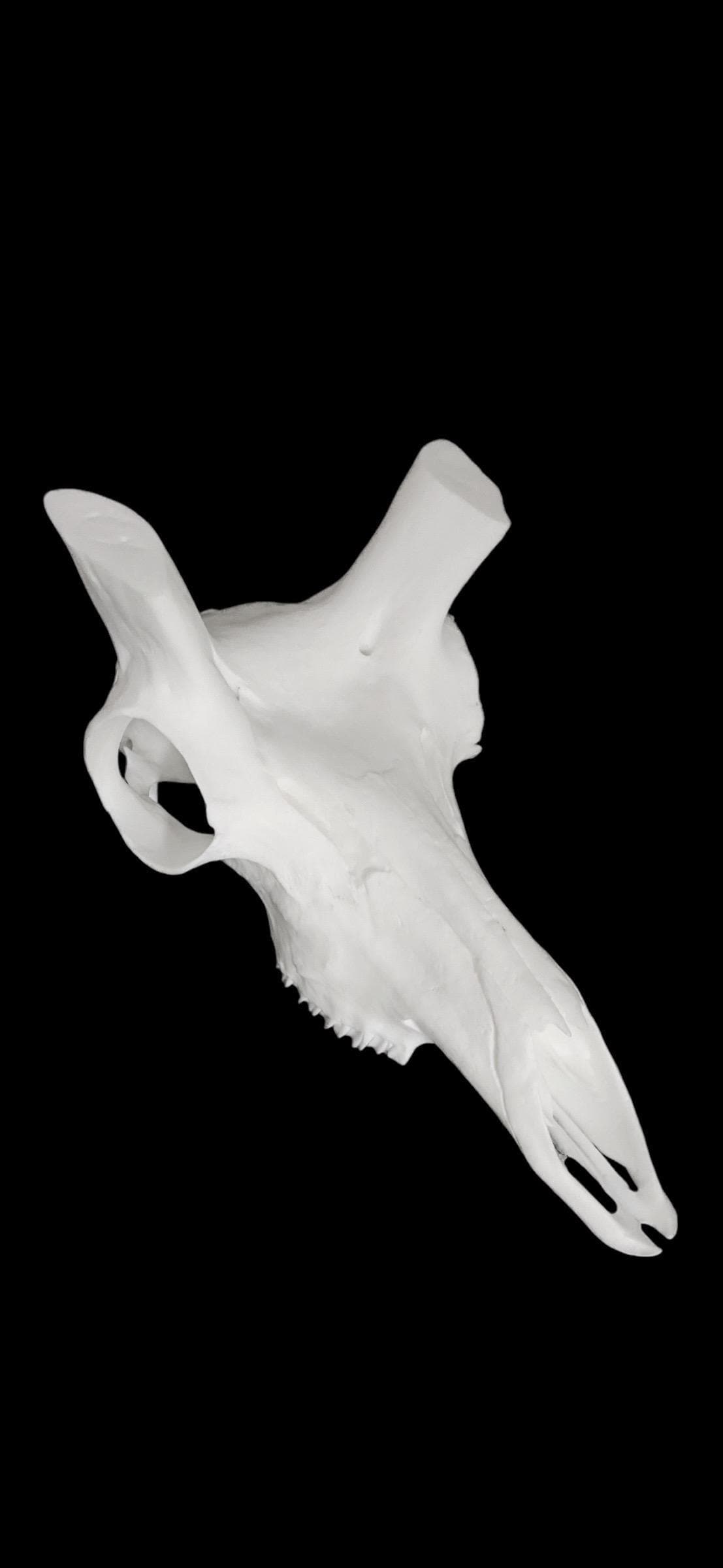 Antelope Skull (With Teeth)