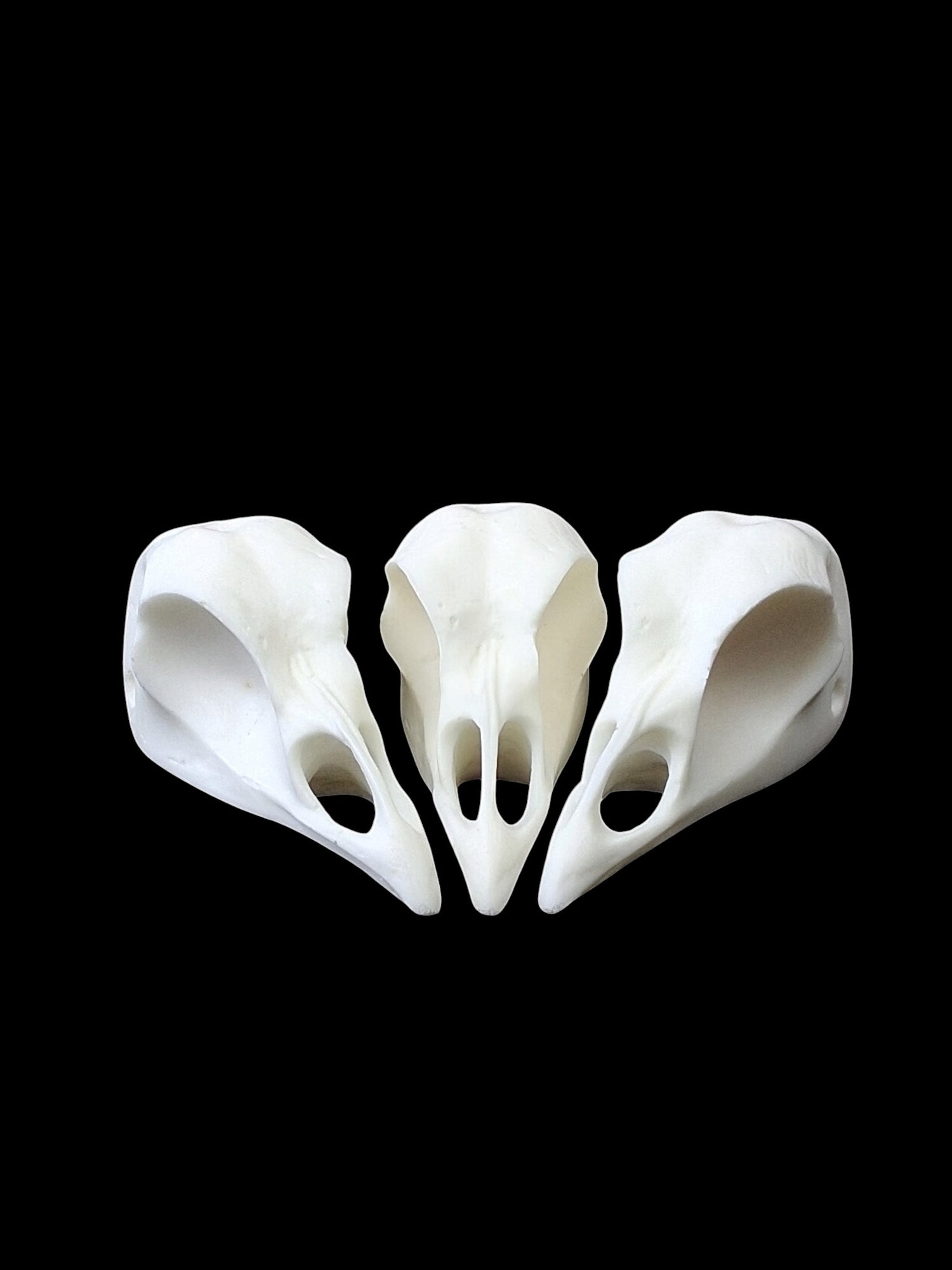 Turkey Skull Replica
