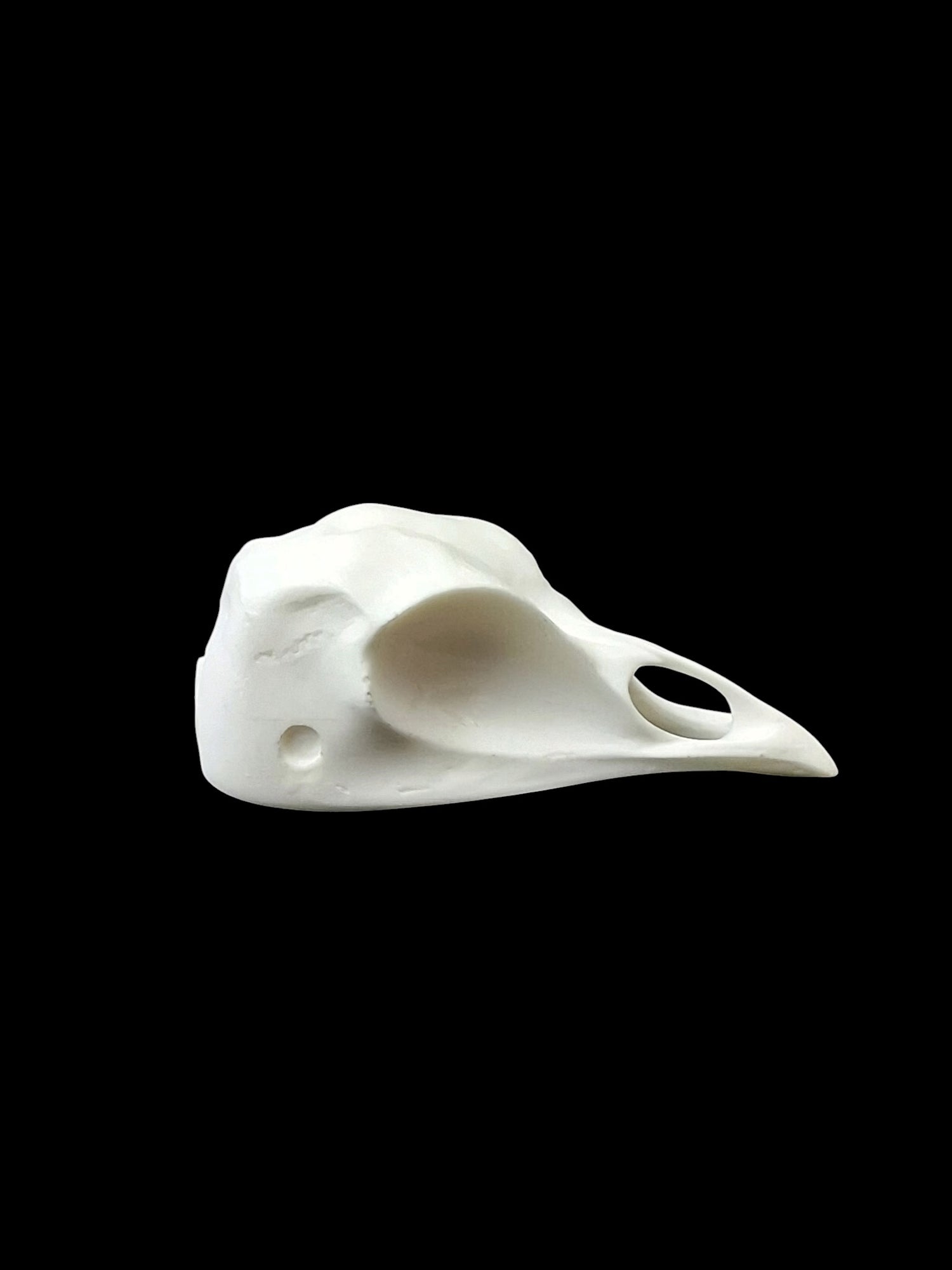 Turkey Skull Replica