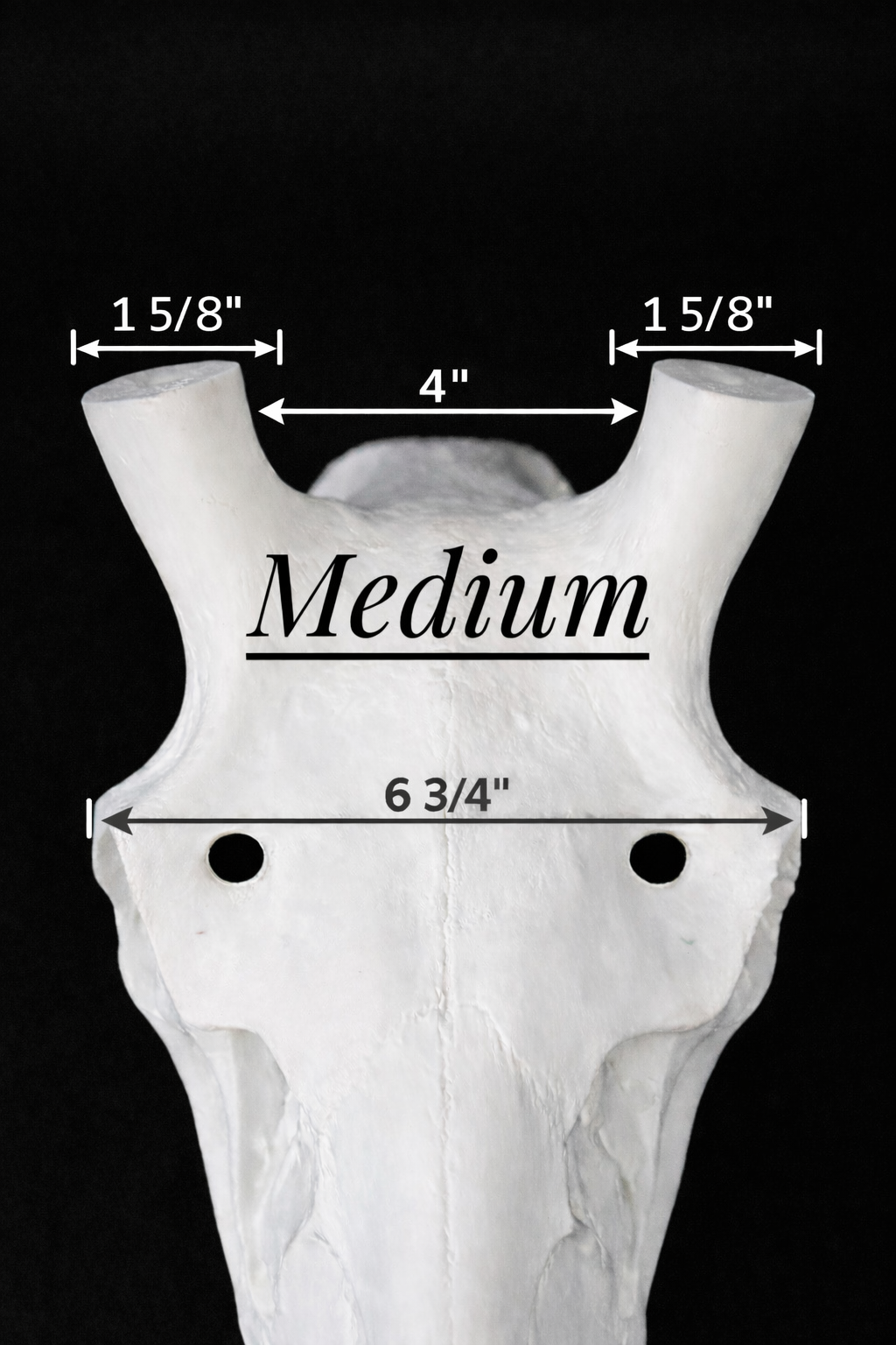 Elk Skull (With Teeth)