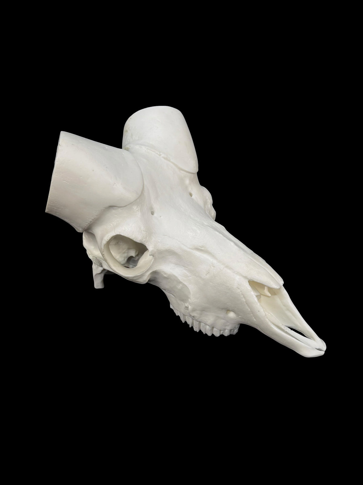 Big Horn Sheep (with teeth)
