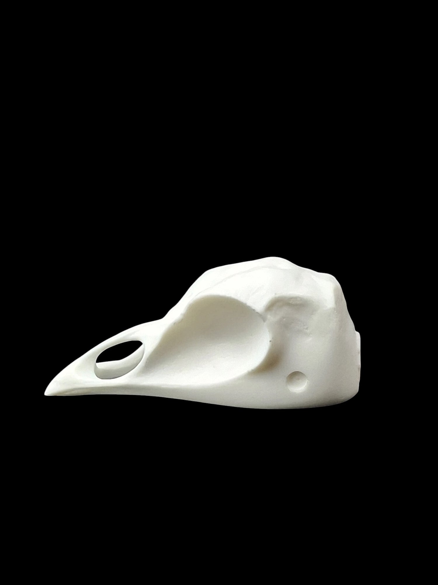 Turkey Skull Replica